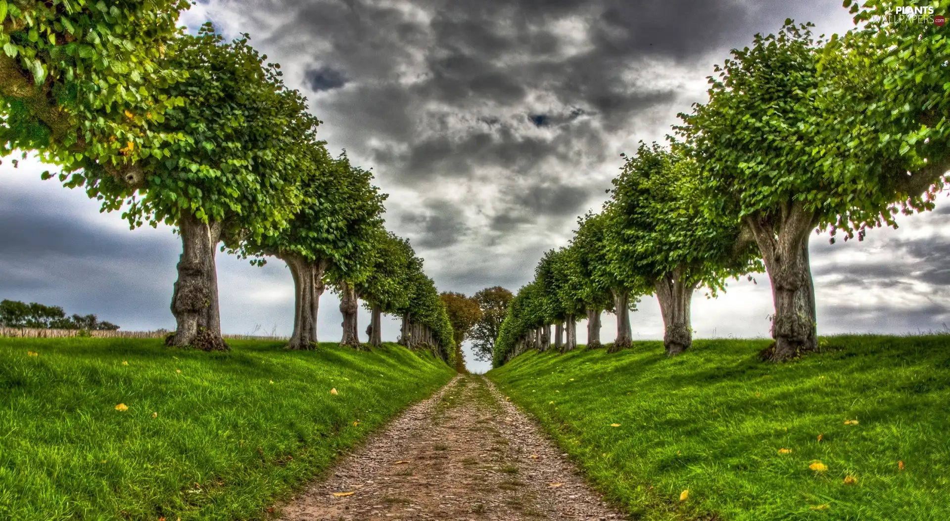 Way, viewes, clouds, trees