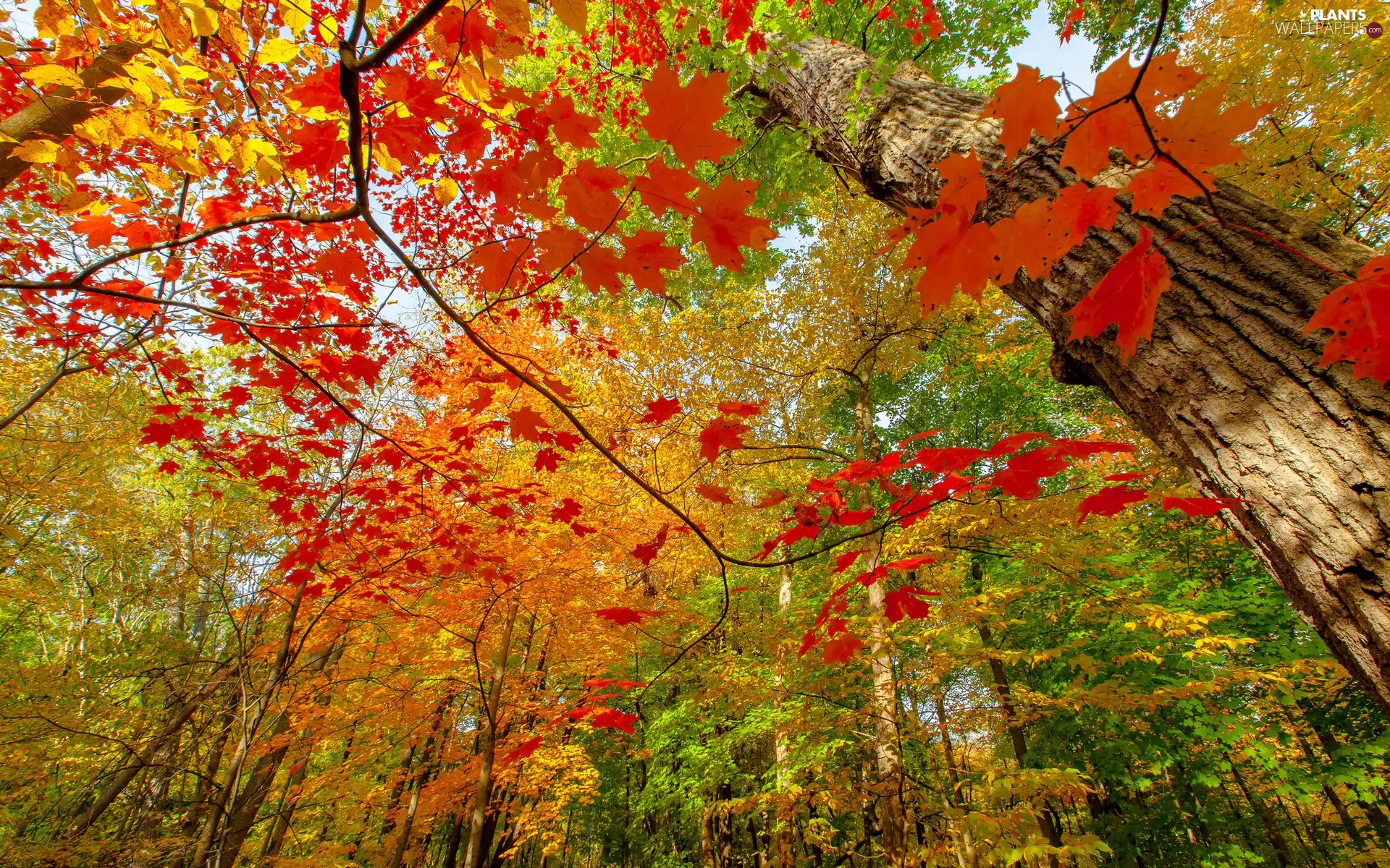 color, Leaf, trees, viewes, forest