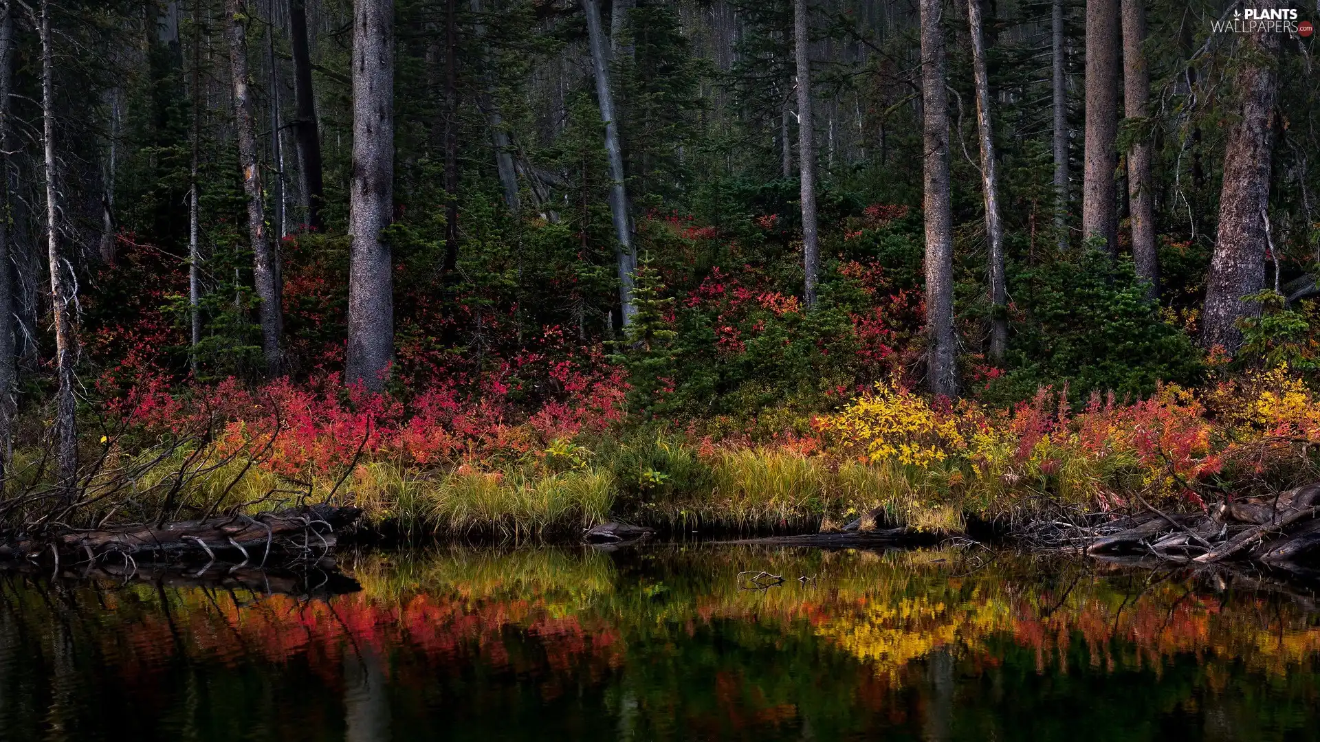 Bush, River, viewes, color, forest, trees, reflection