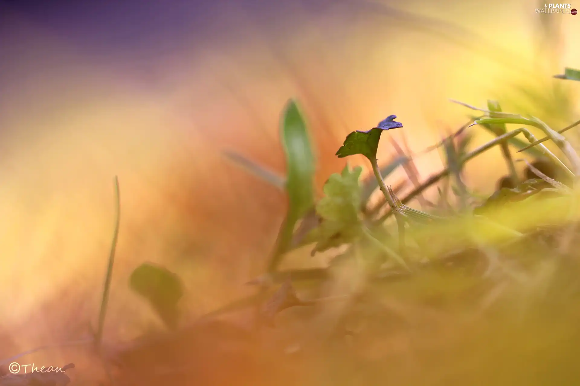 Plants, rainbow, colors, leaf