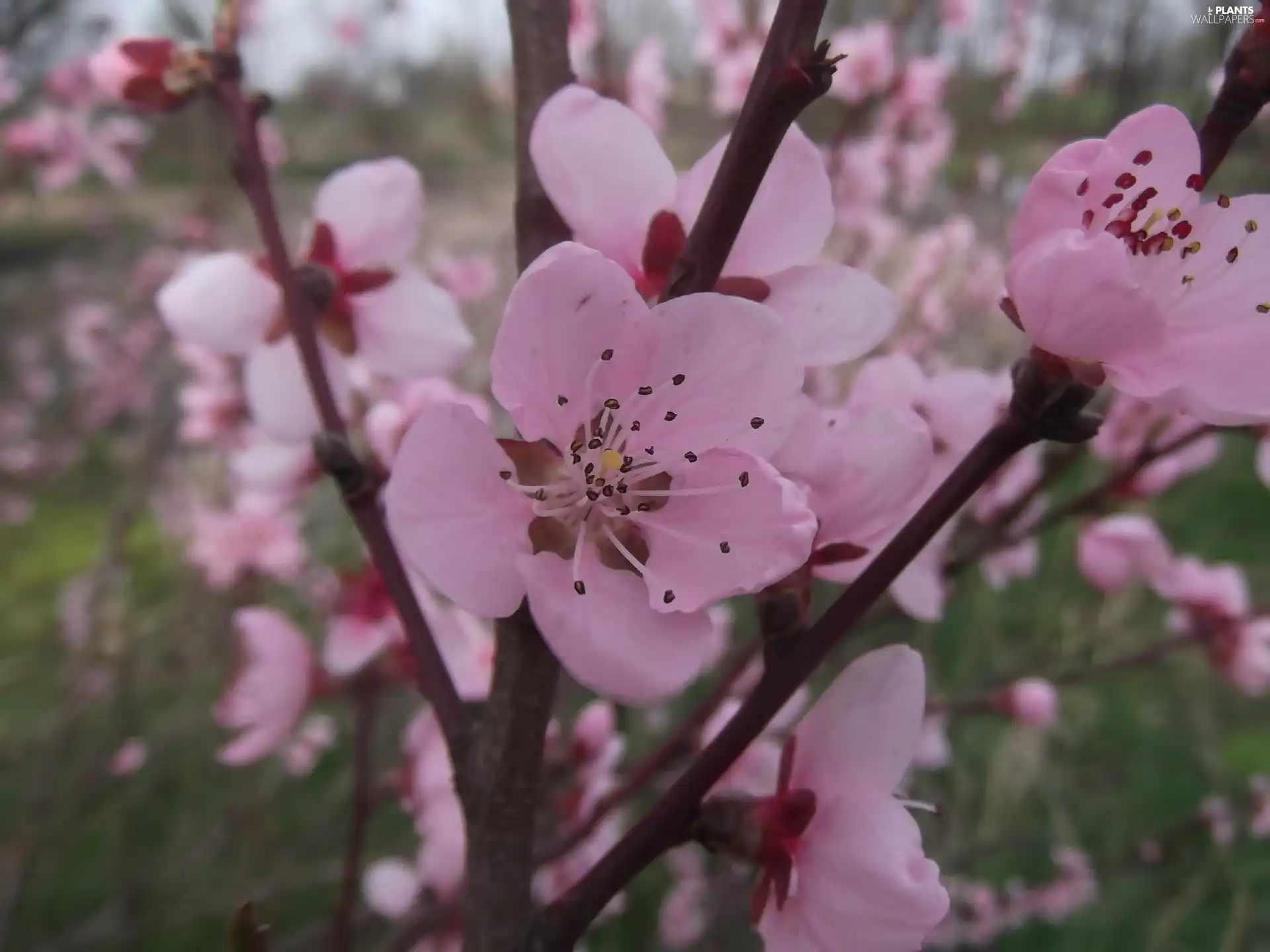 peach, Pink, Colourfull Flowers