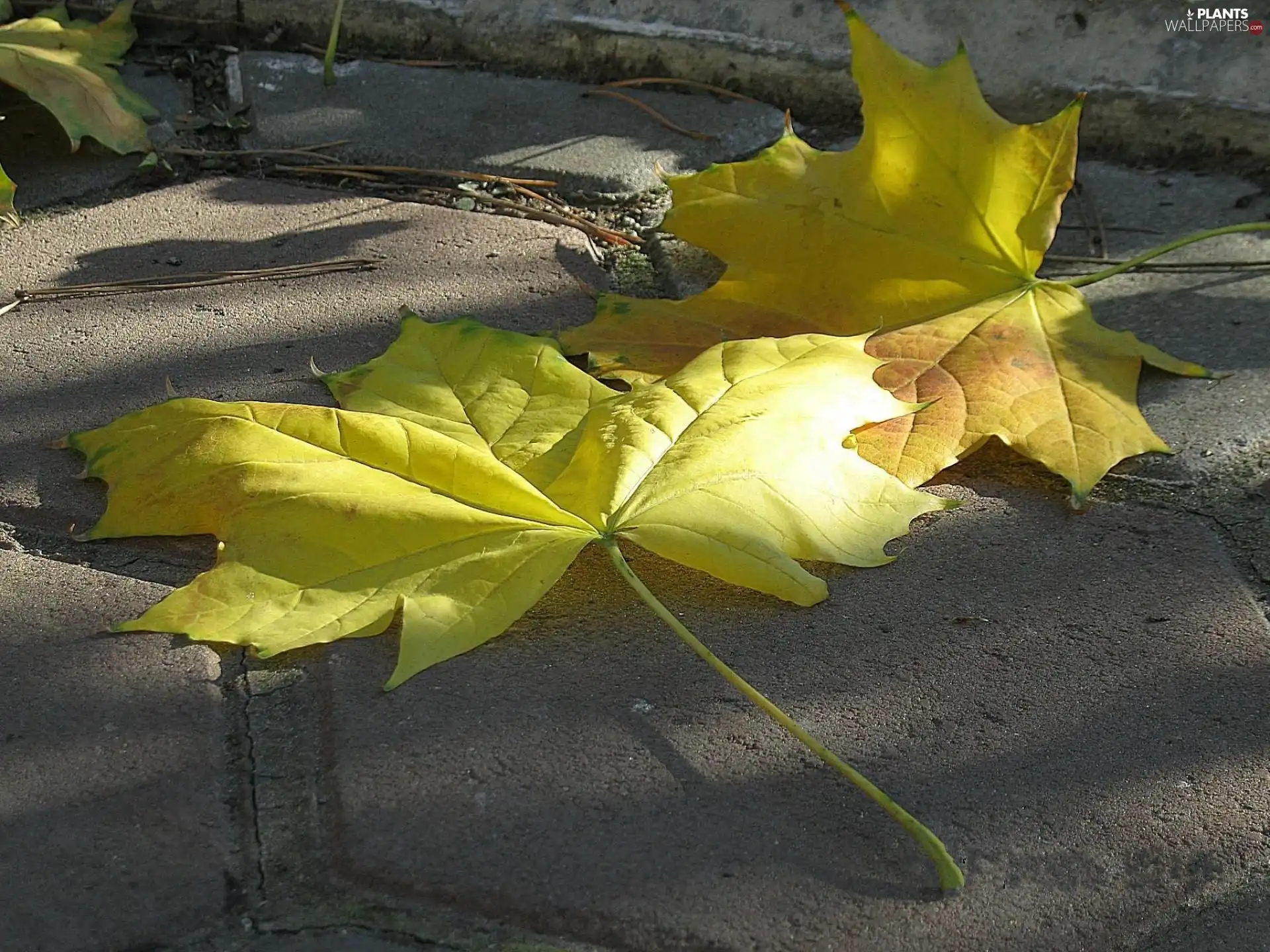 Leaf, concrete