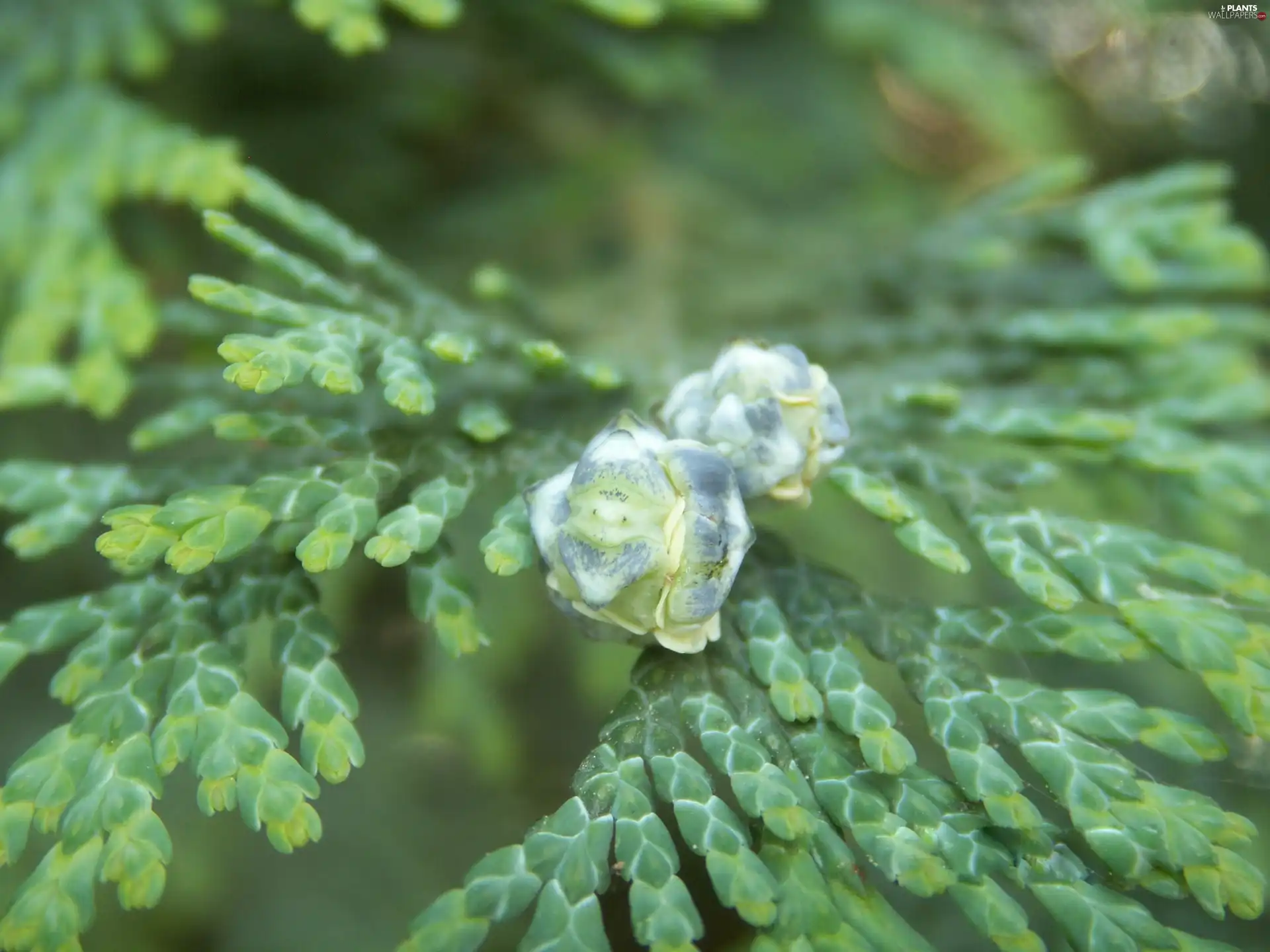 thuja, cones