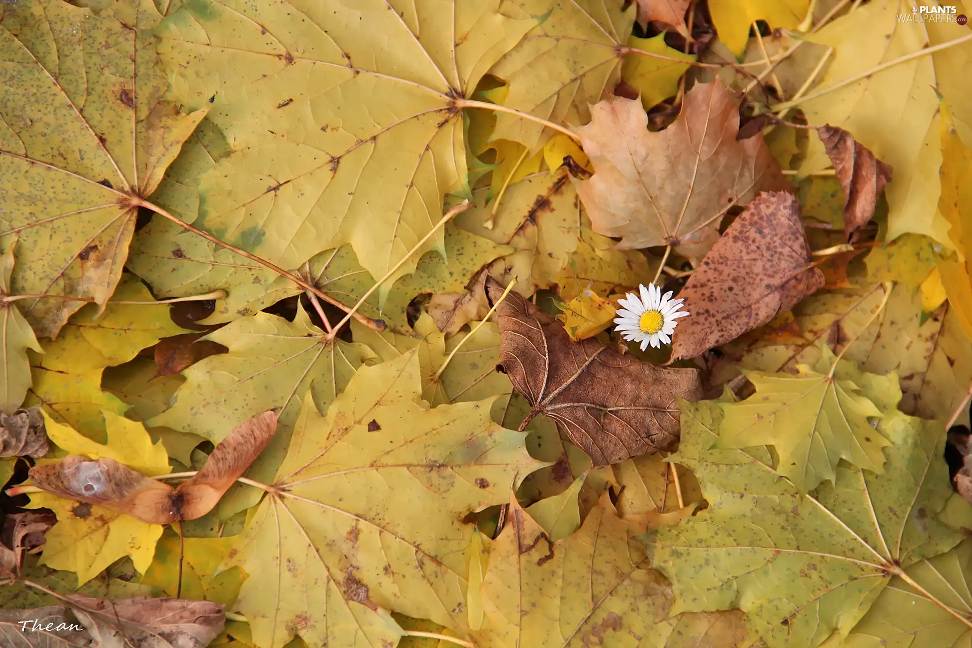 Autumn, Leaf, daisy, dry