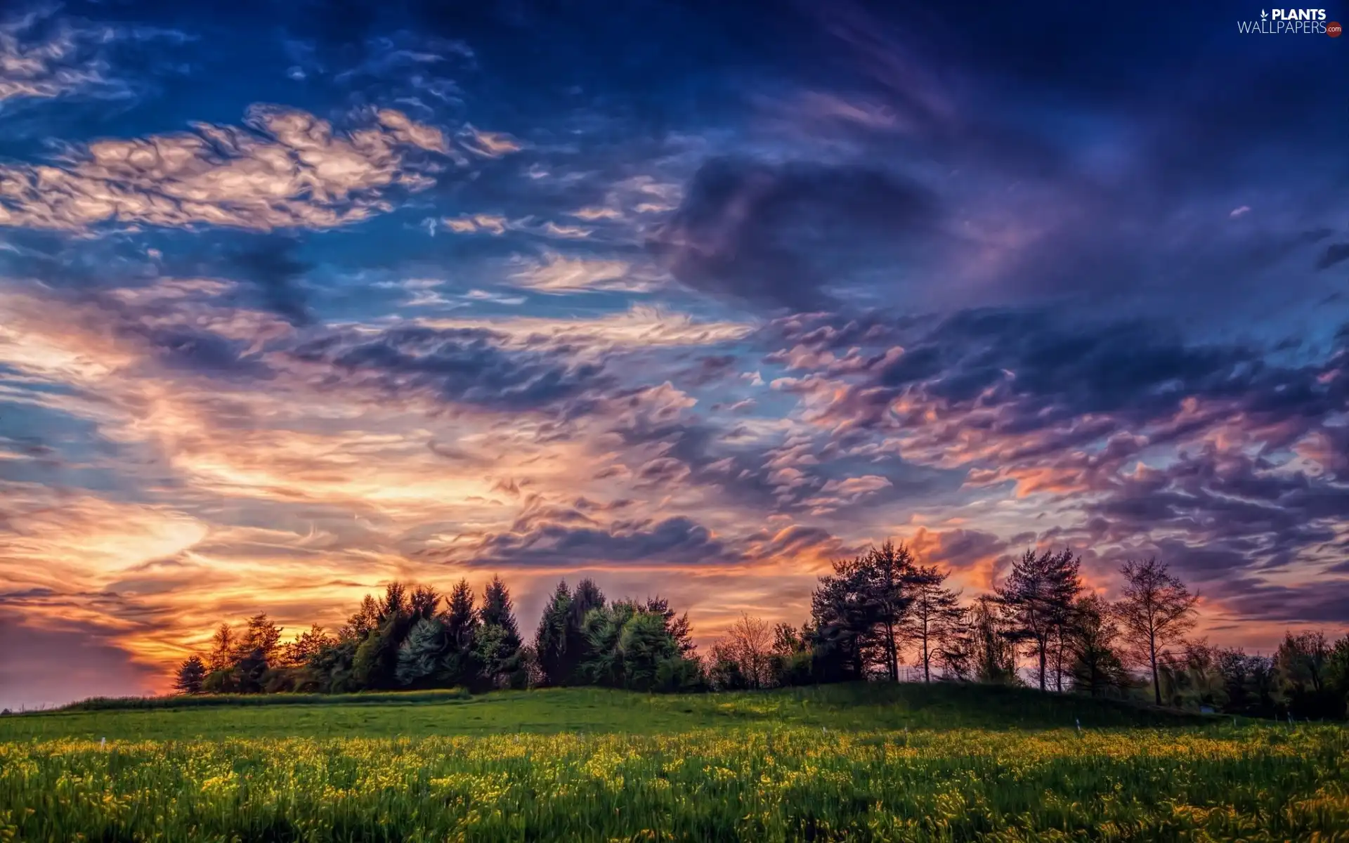 trees, Meadow, dark, clouds, viewes, Flowers