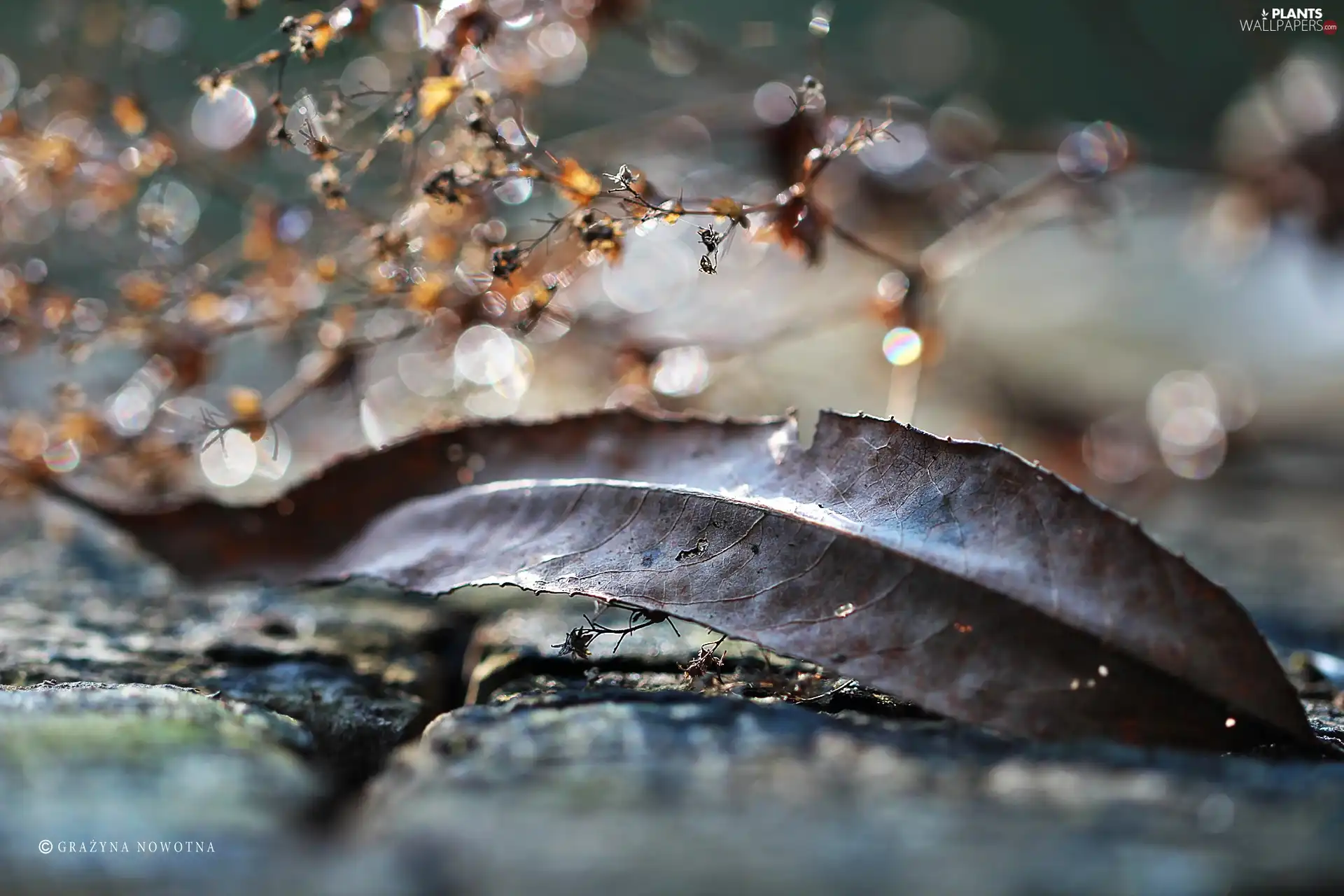 driers, Bokeh, dry, leaf, Autumn