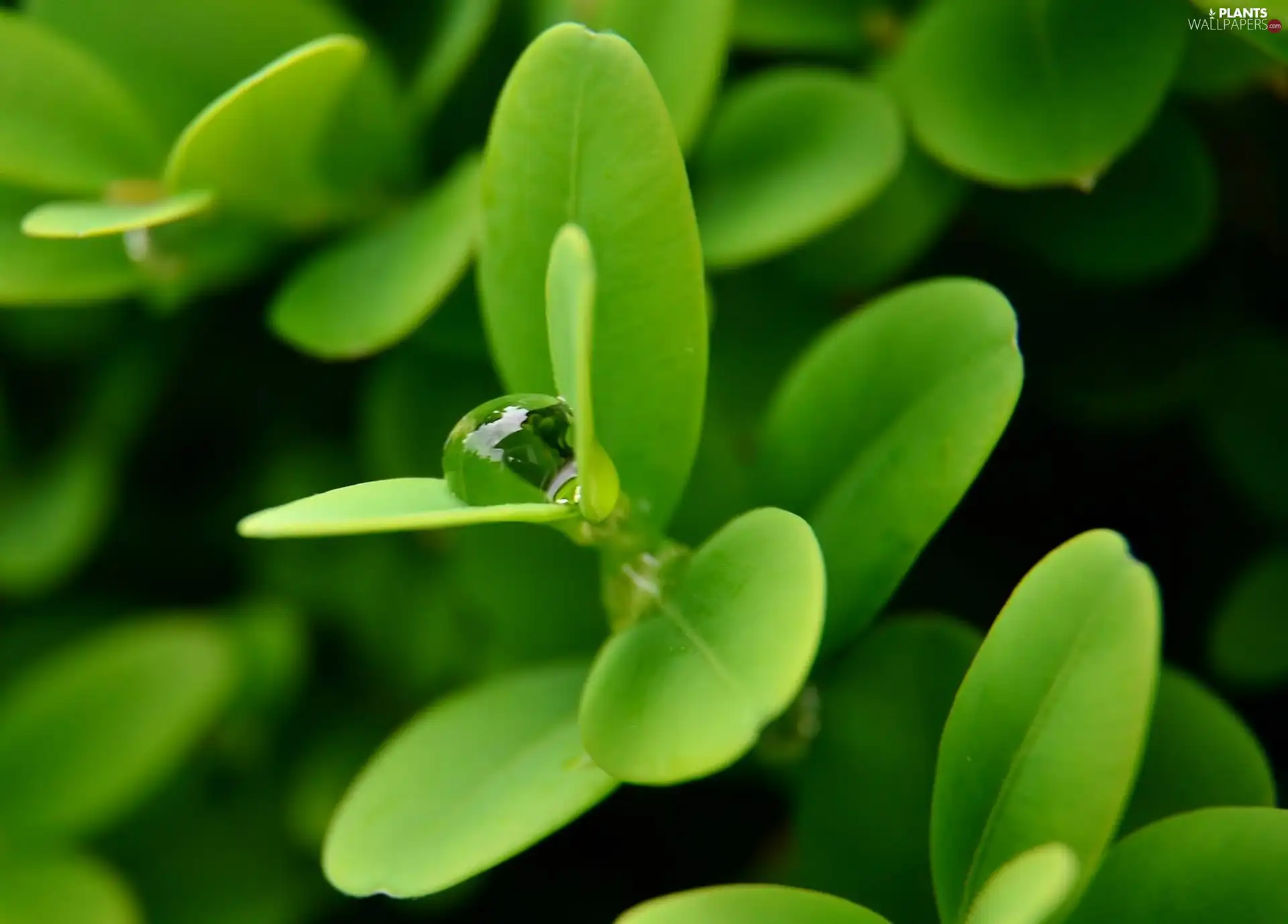 leaves, droplets