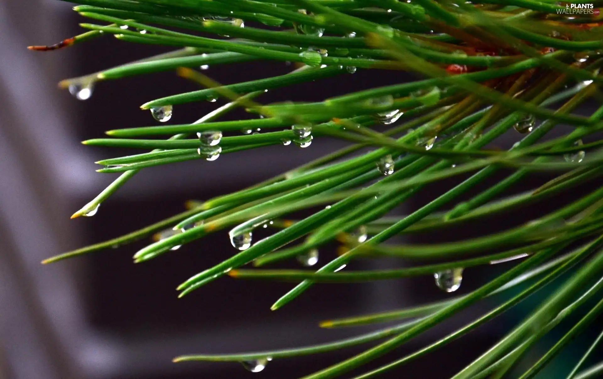 droplets, needles, spruce