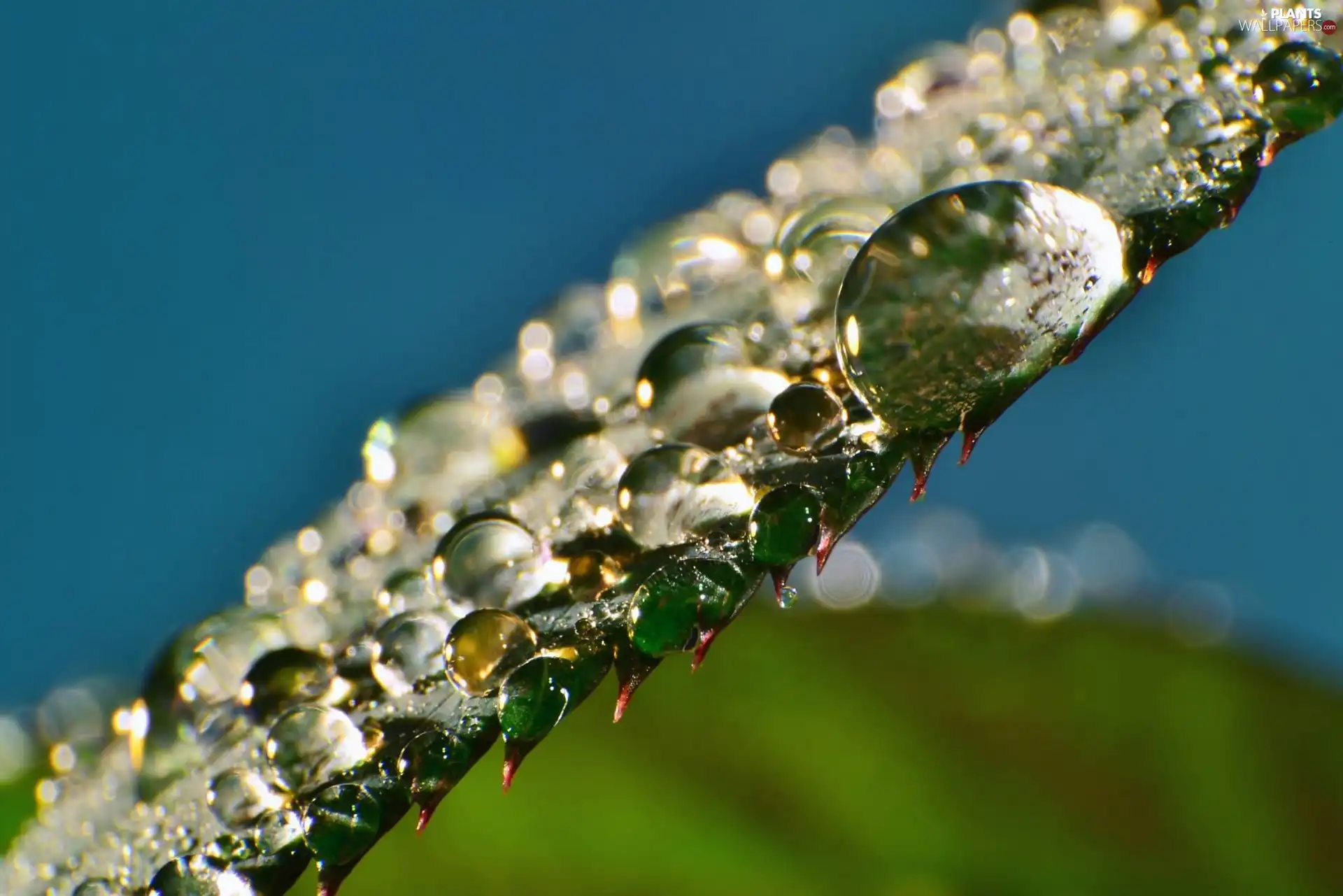 leaf, drops