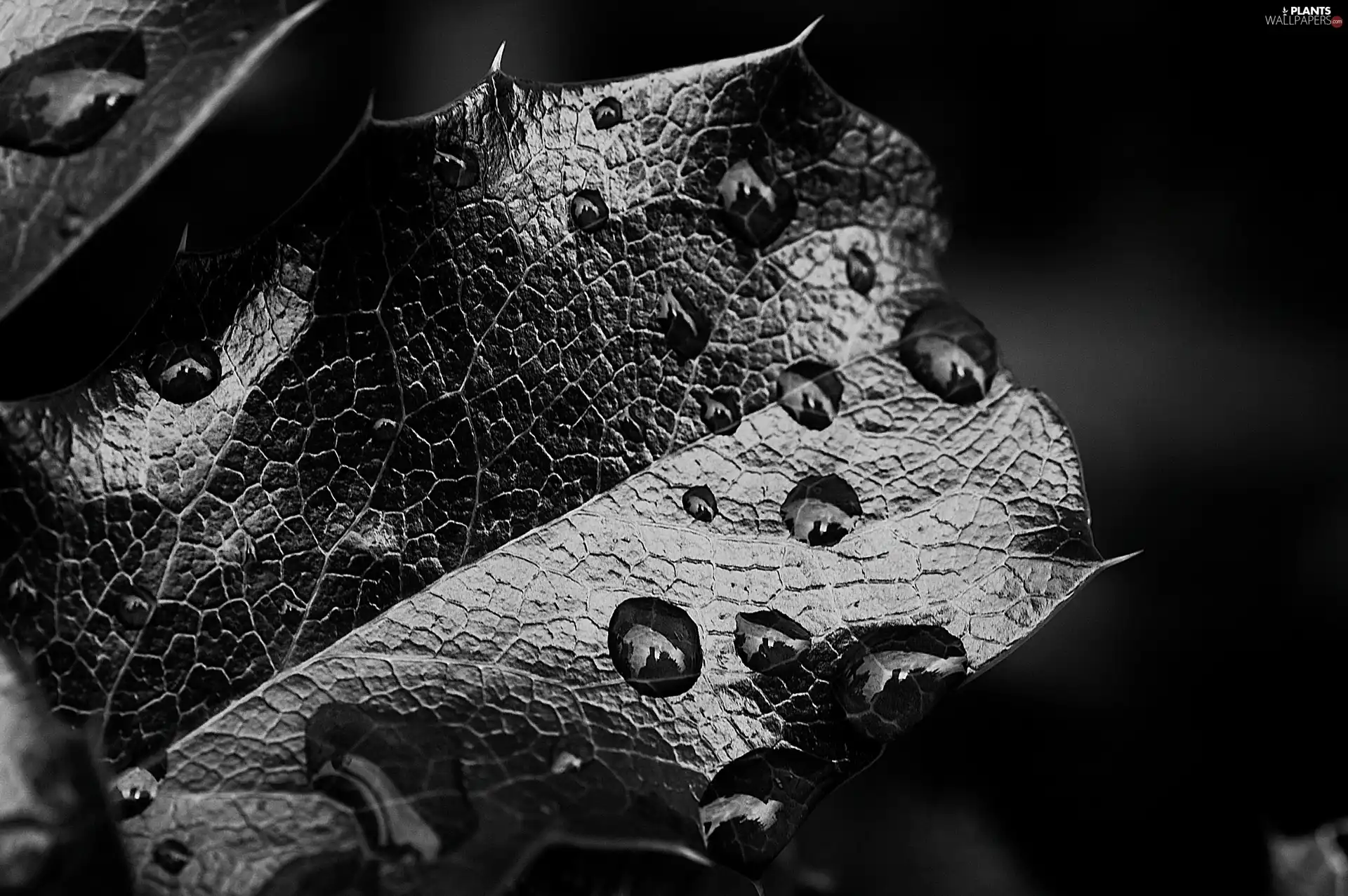 leaf, drops