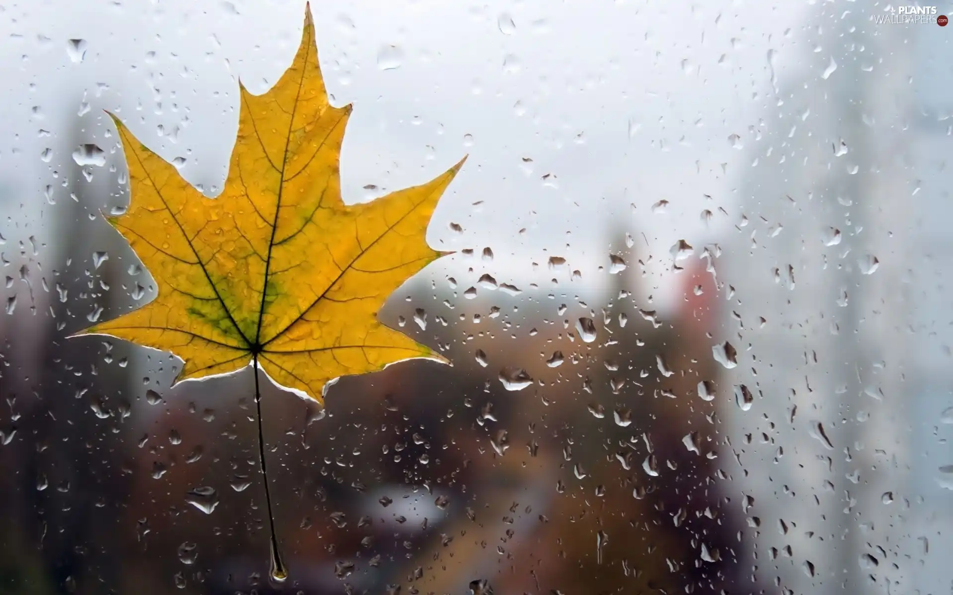 maple, Glass, drops, leaf