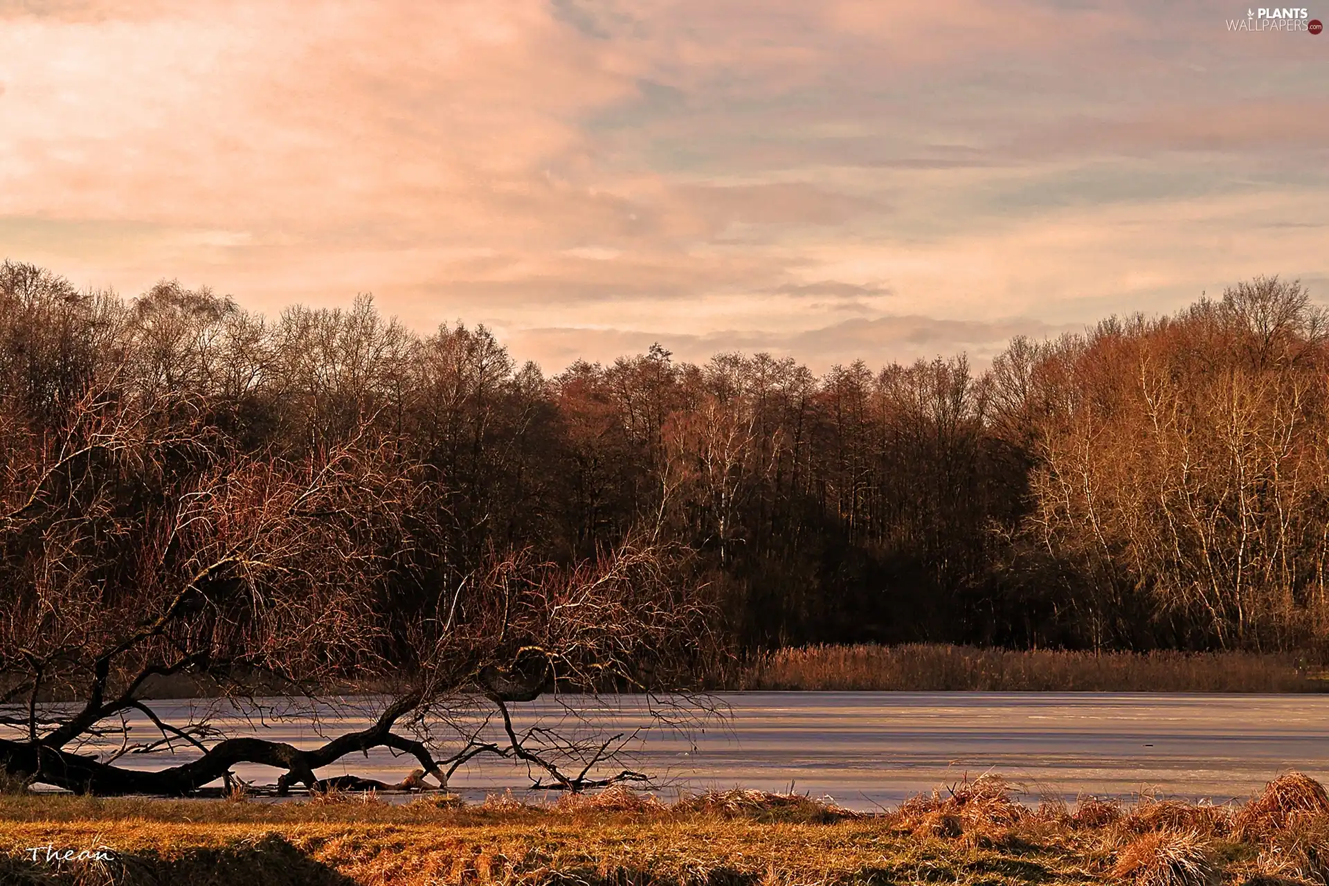 trees, lake, early spring, viewes