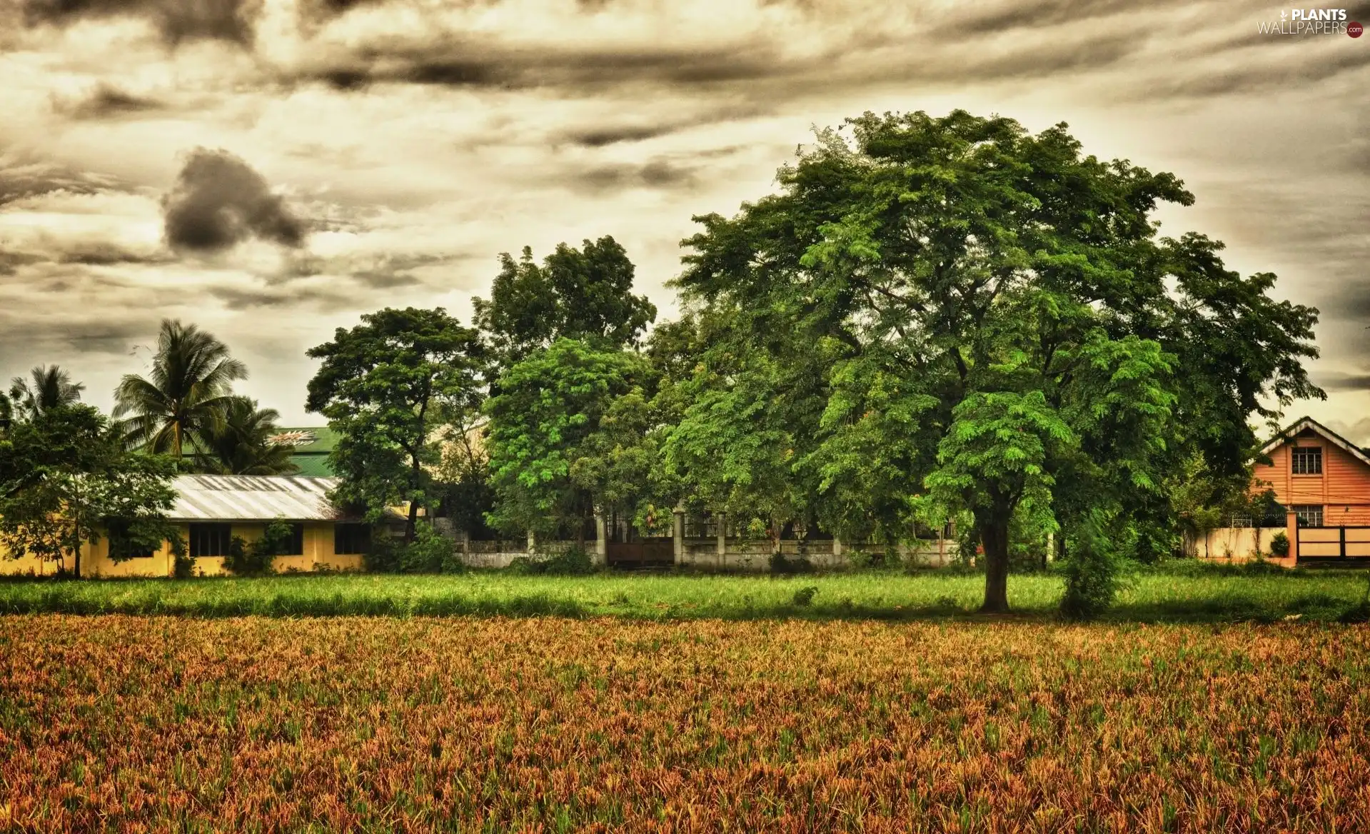 trees, clouds, farm, viewes