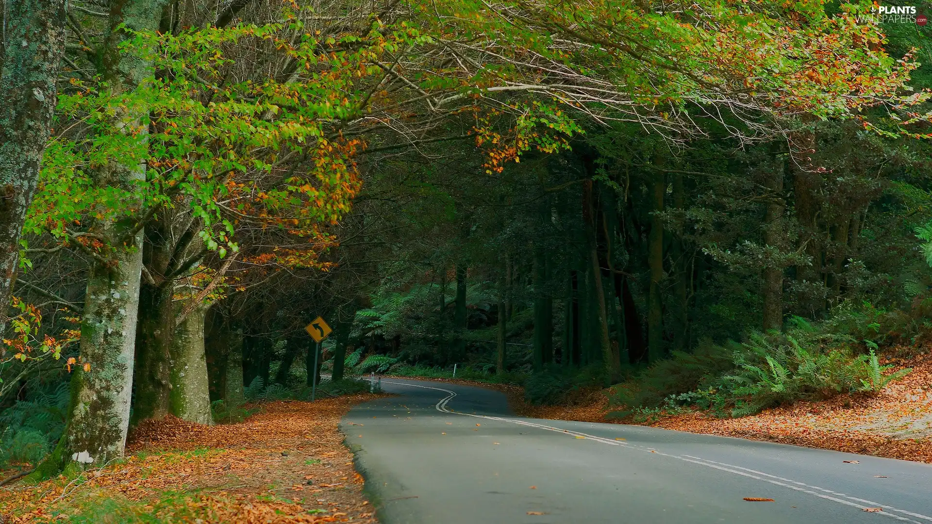 fern, autumn, forest, Leaf, Way