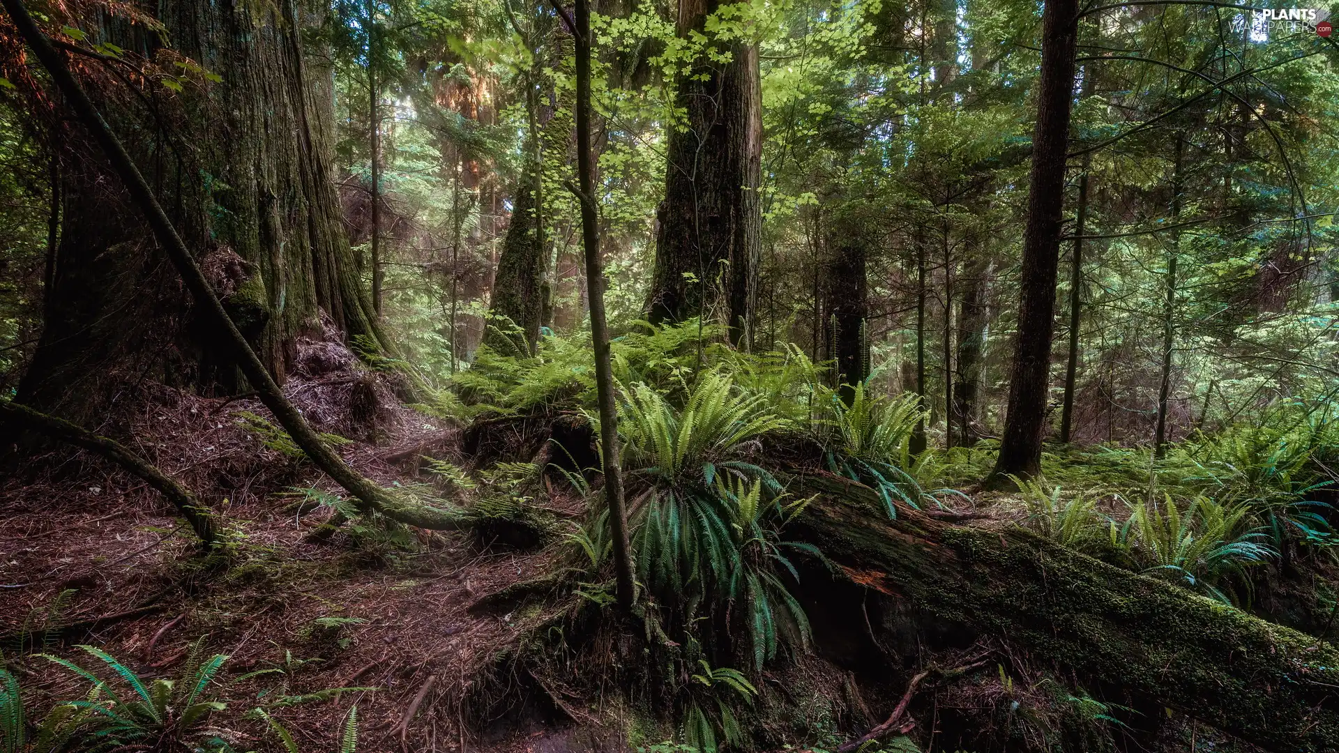 viewes, fern, forest, trees, Green