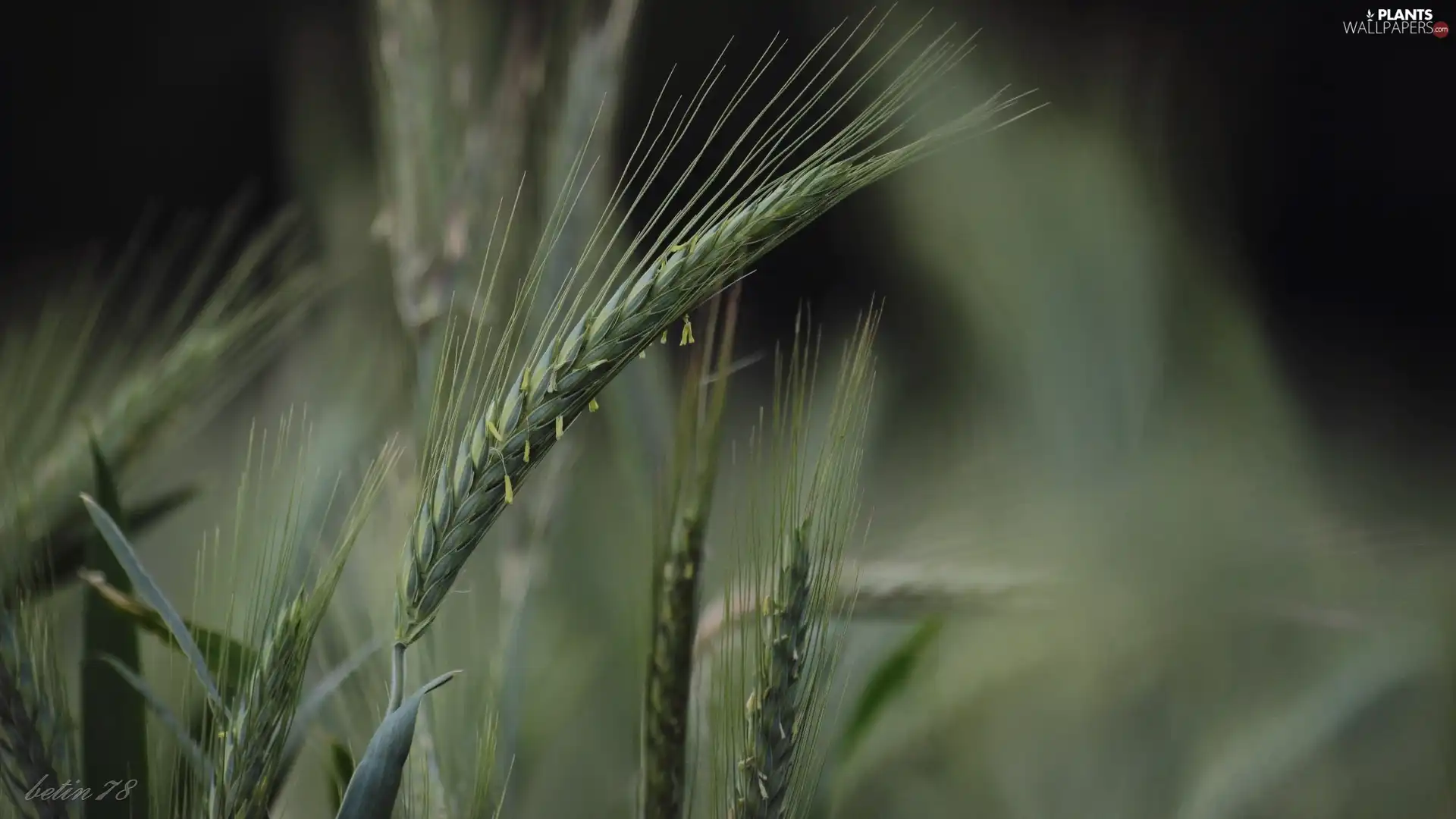 Field, corn, ear