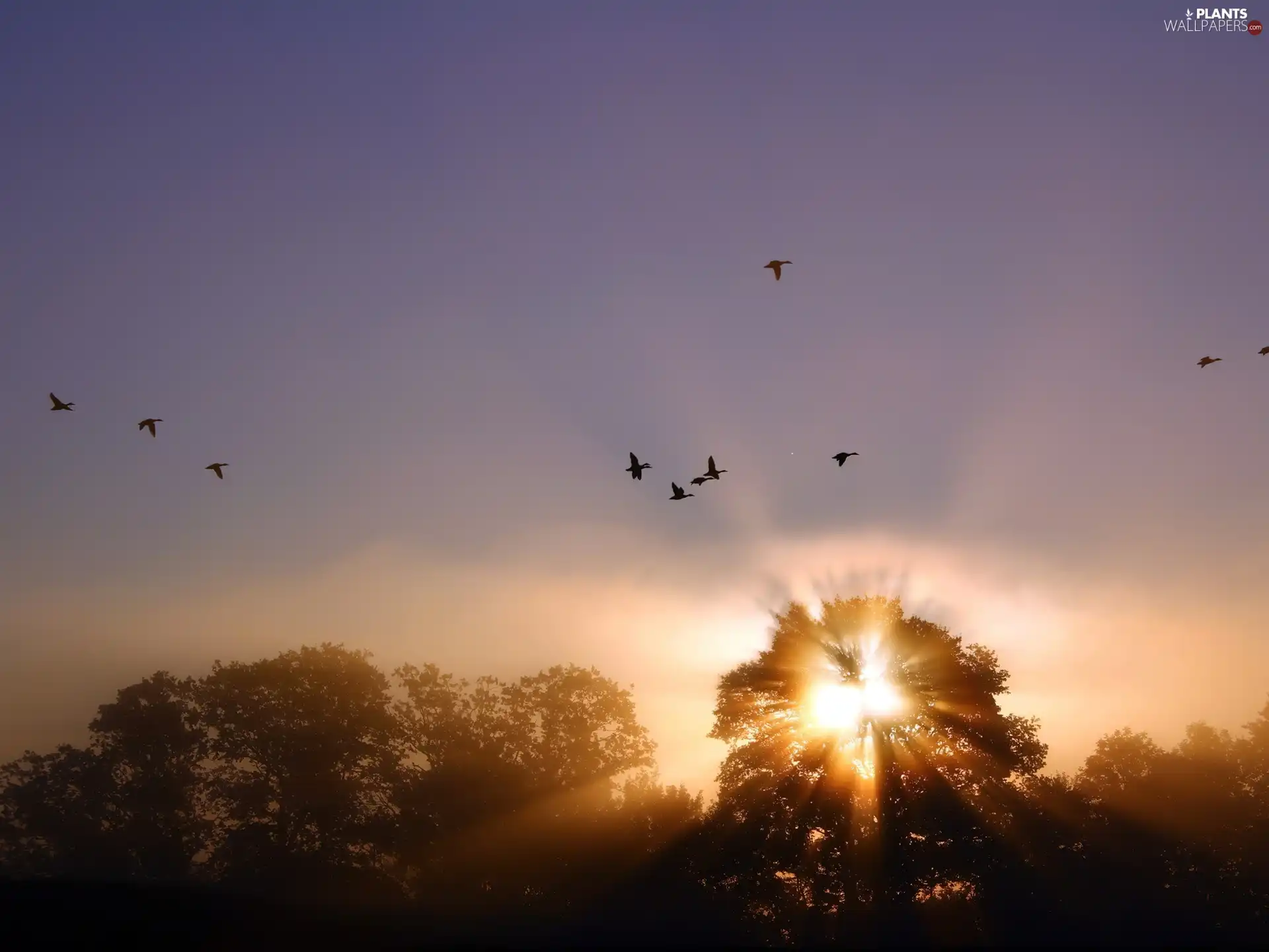 trees, west, flight, birds, viewes, sun