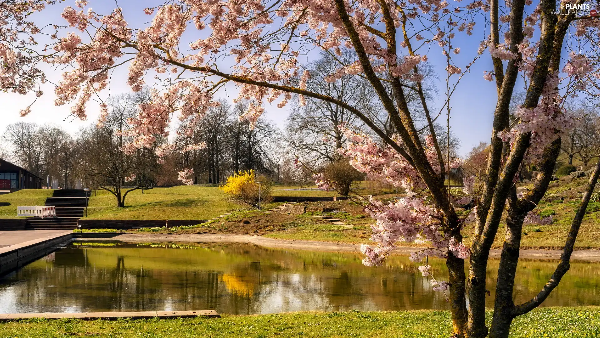 Pond - car, Spring, Flourished, trees, Park