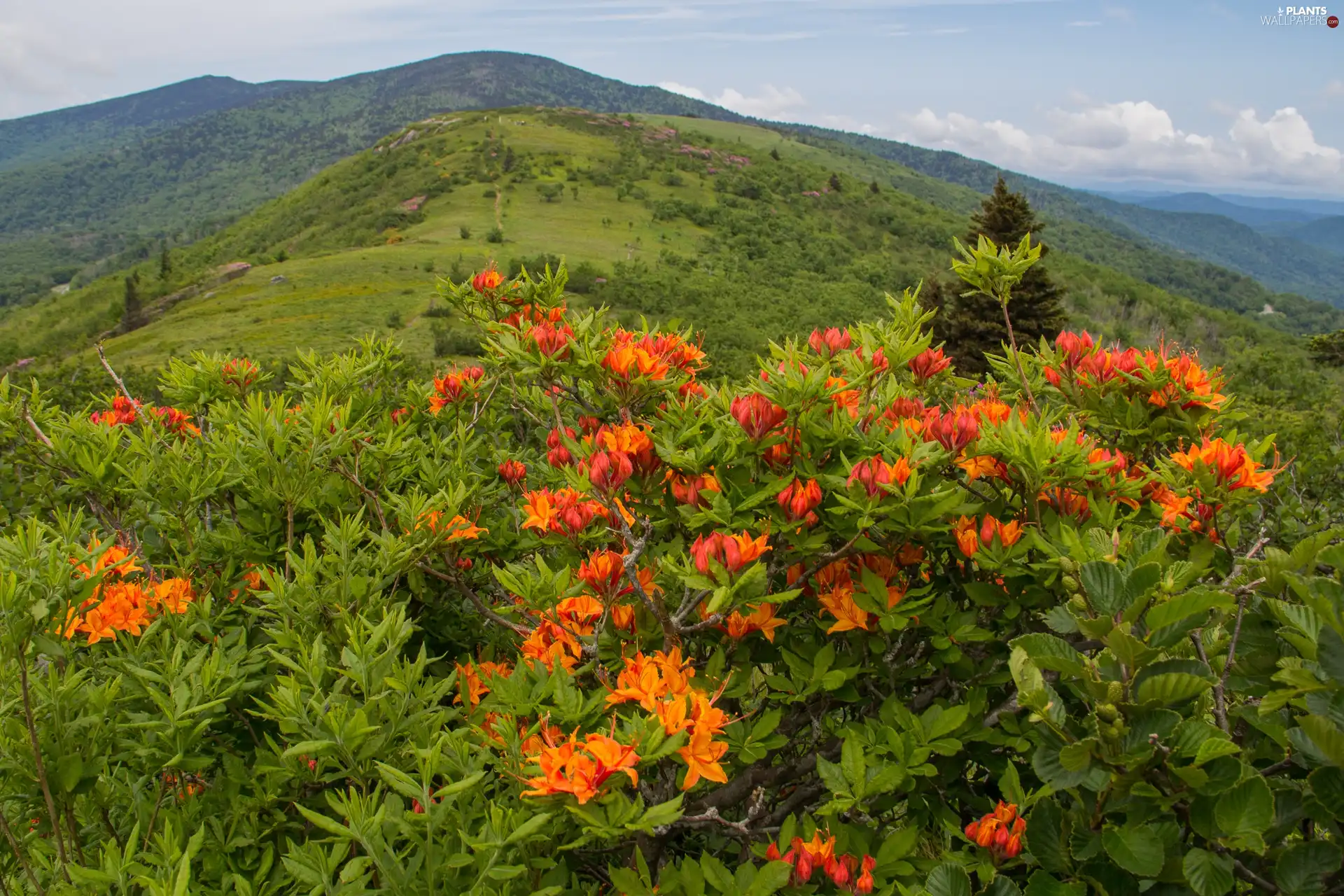 Flowers, Mountains, Bush