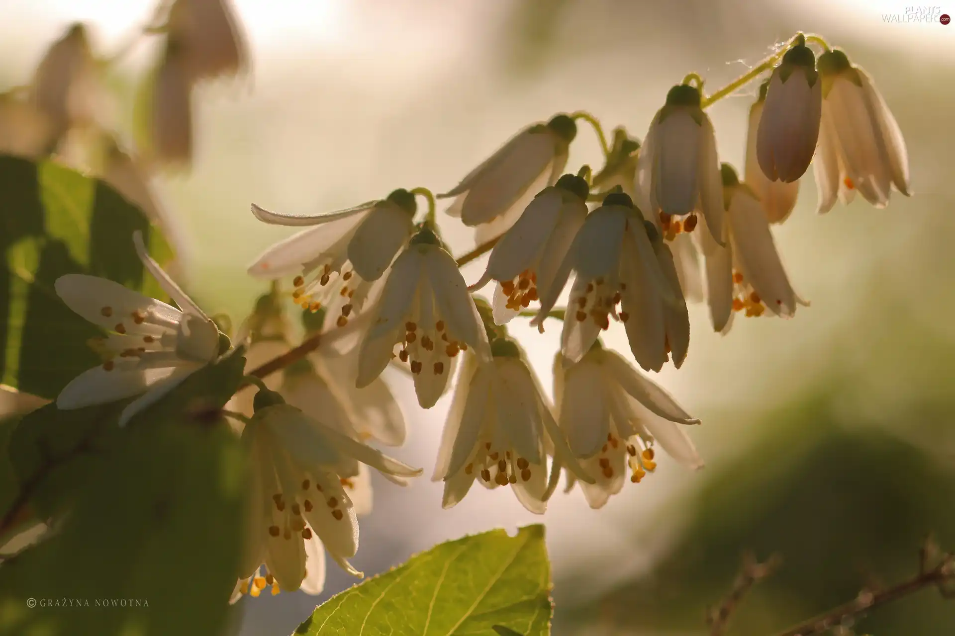 Deutzia, White, Flowers, Bush