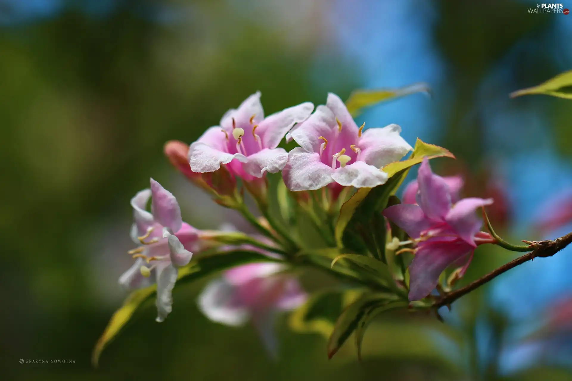 Flowers, Bush, Pink