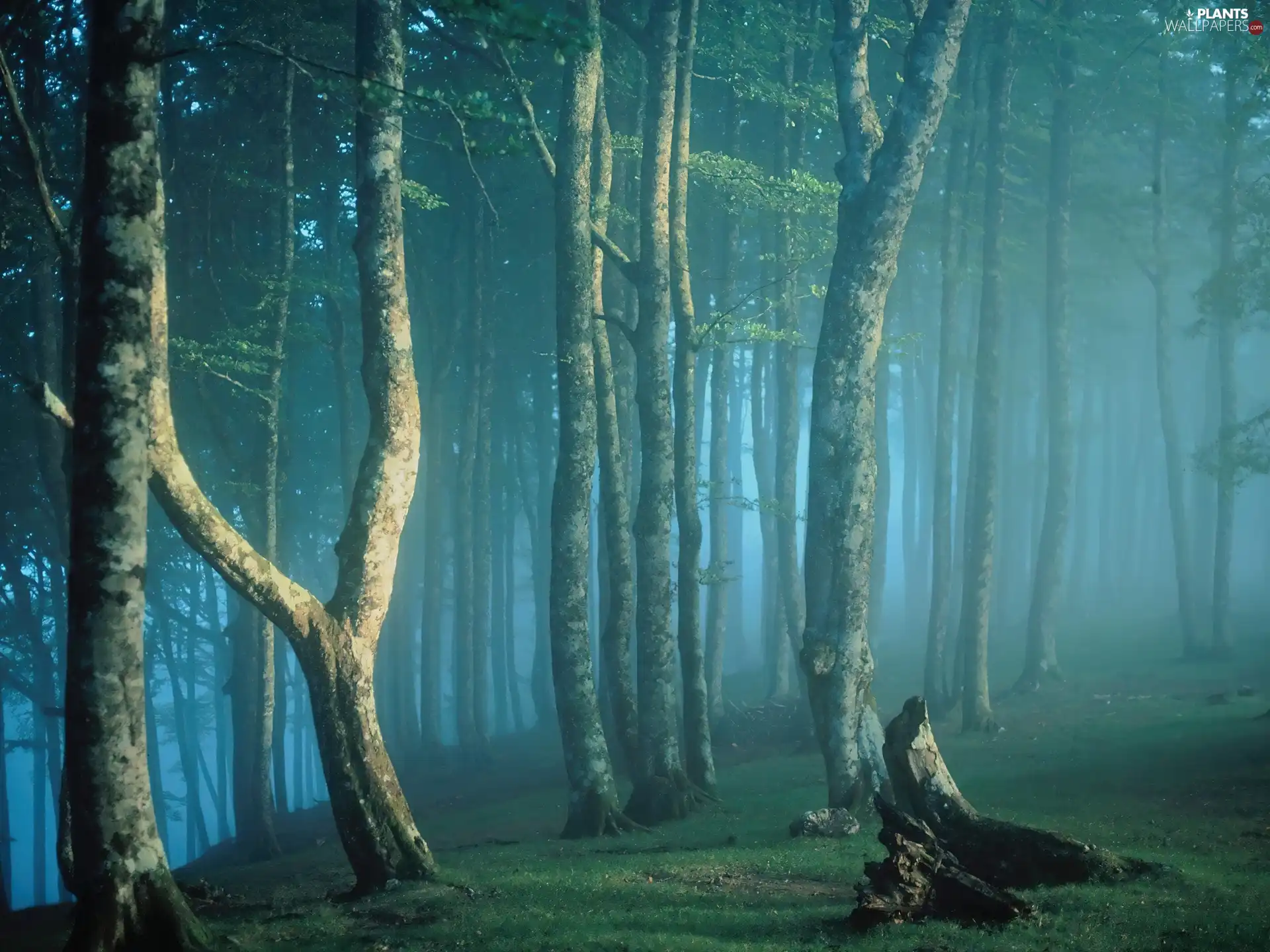 forest, viewes, Fog, trees