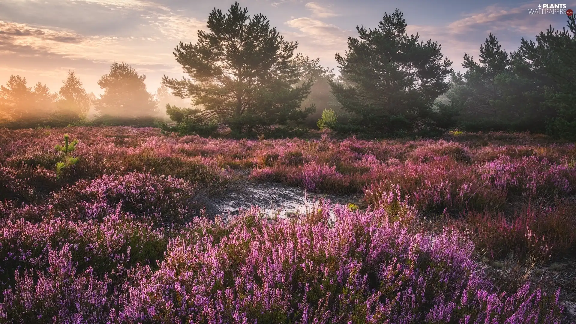 trees, heath, clouds, Fog, viewes, heathers