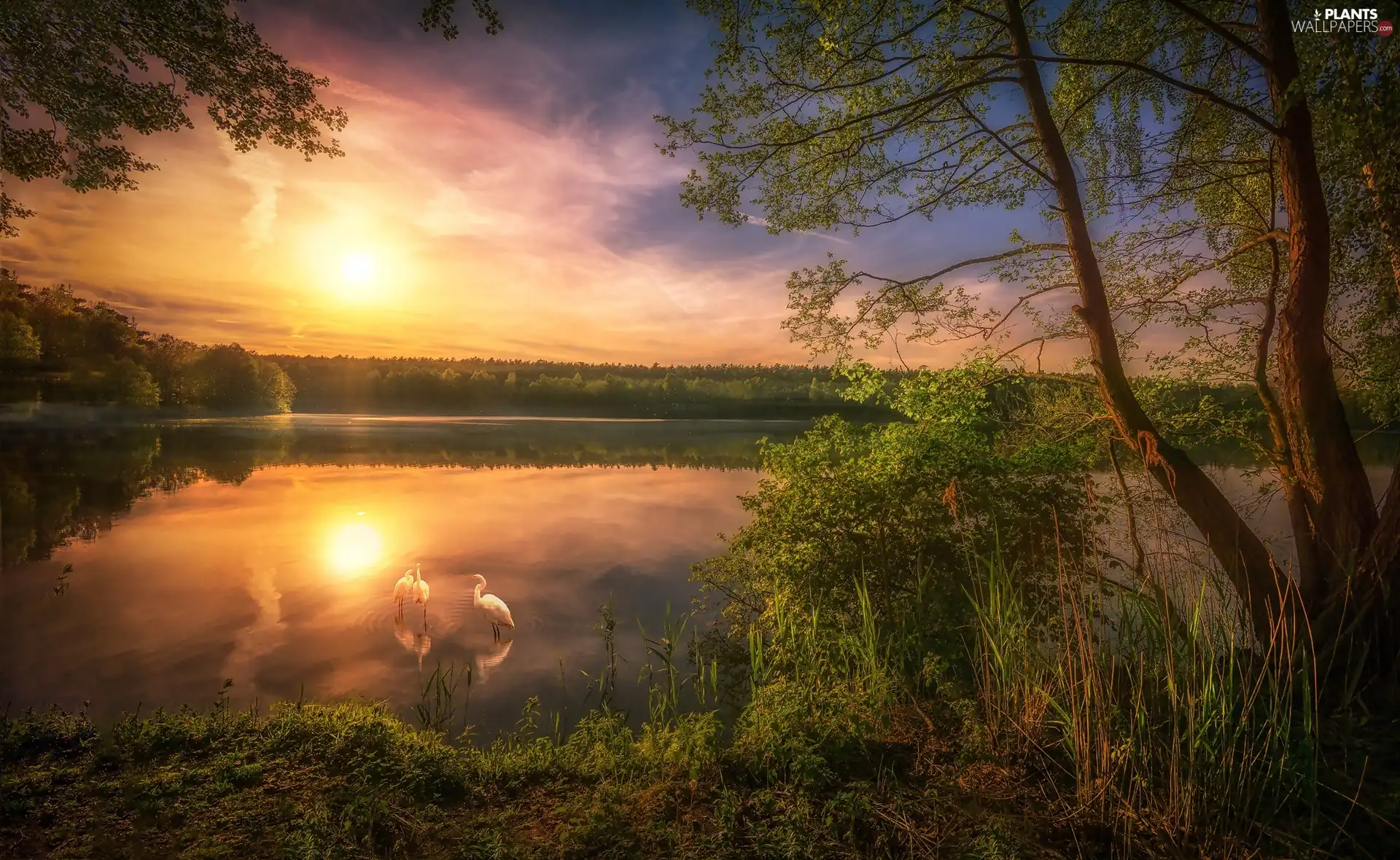 herons, Sunrise, viewes, Fog, trees, lake