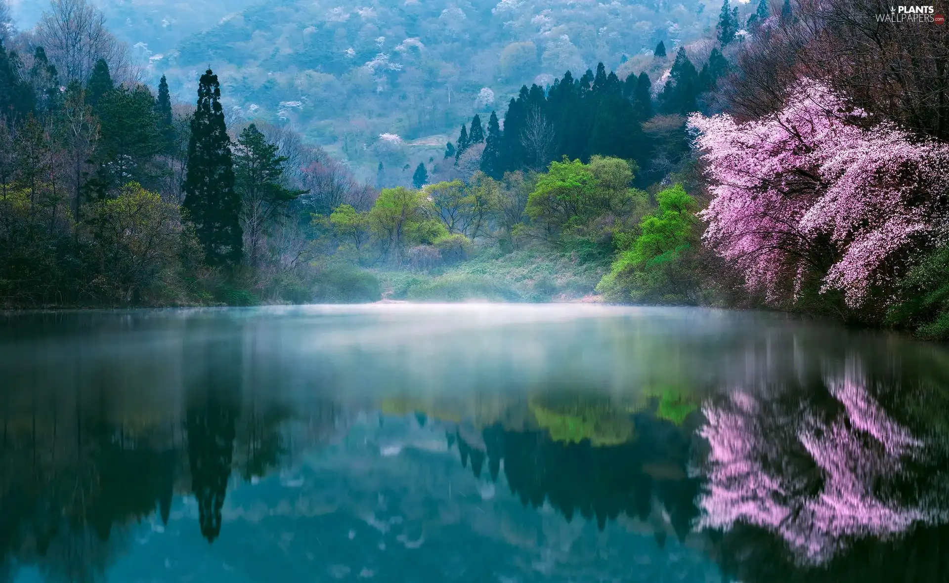 morning, Spring, trees, lake, South Korea, Fog, viewes