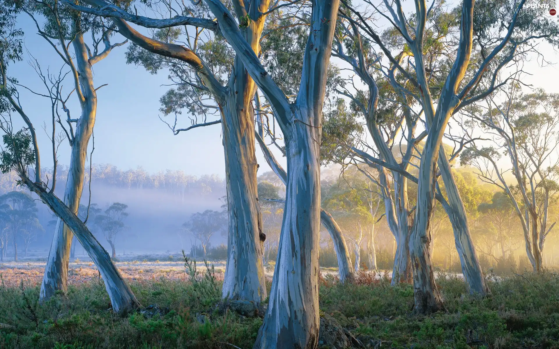 trees, Bush, Fog, viewes