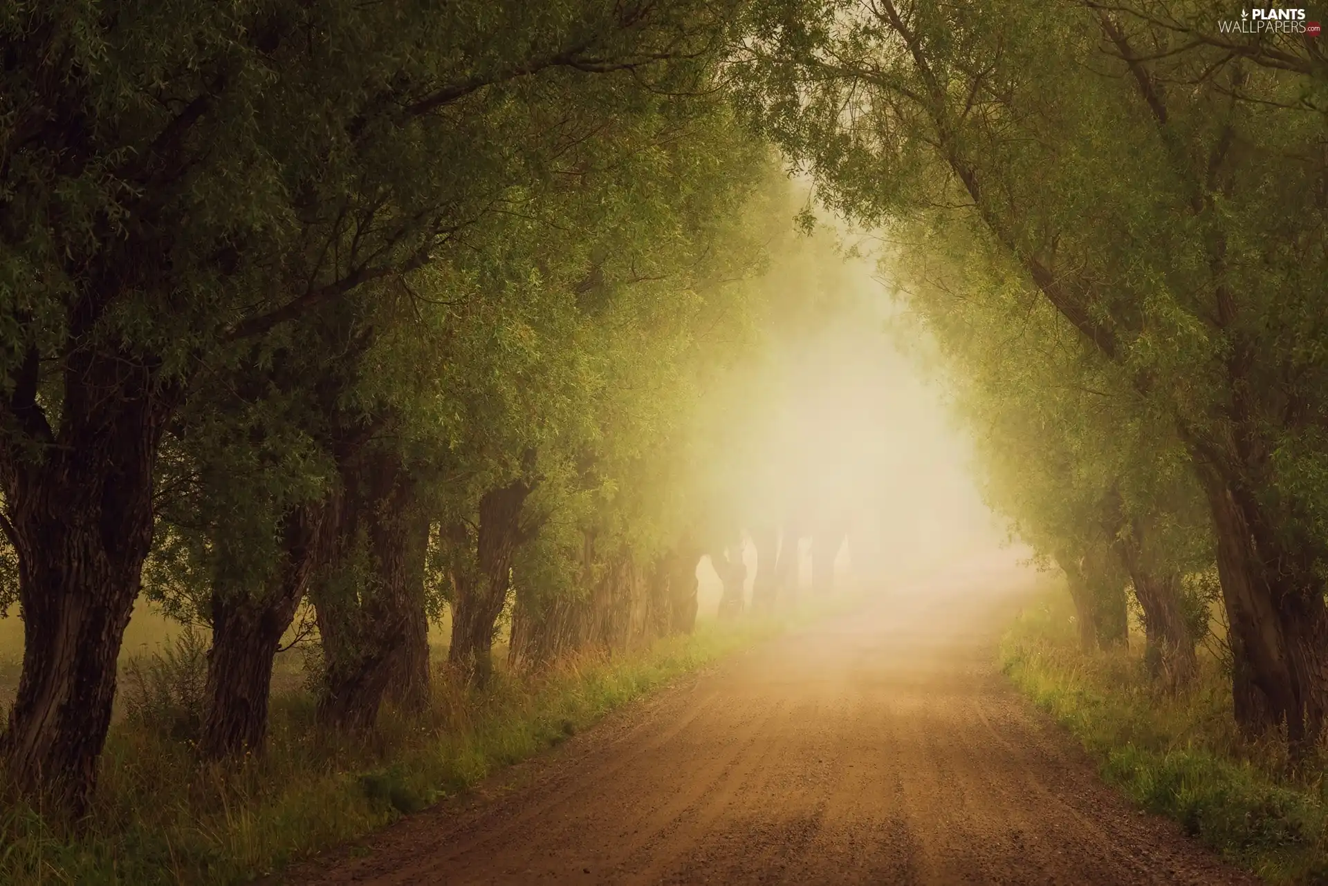 trees, Way, Fog, viewes