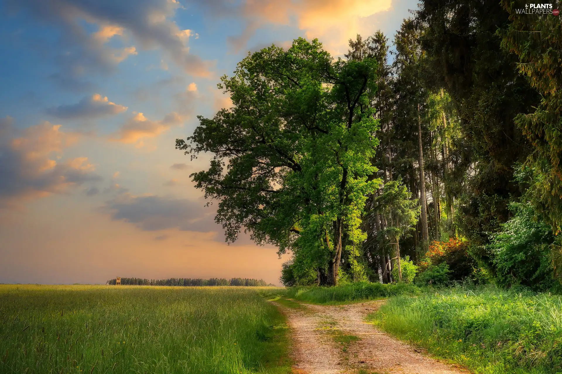 Path, viewes, clouds, forest, trees, Field, grass