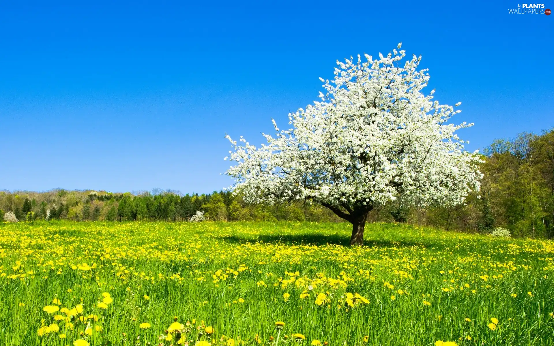 forest, Spring, Colourfull Flowers, trees, Meadow