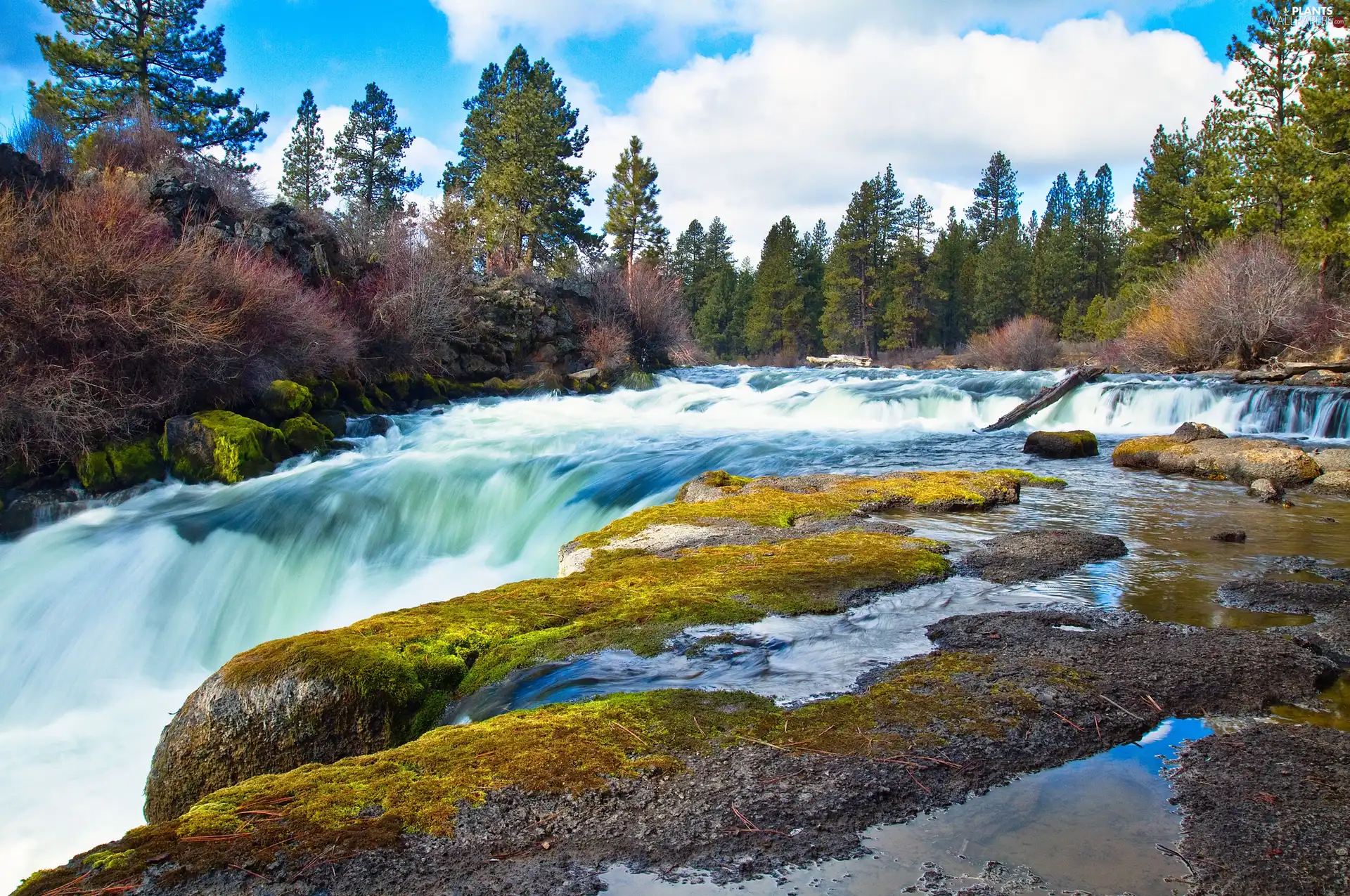 forest, waterfall, River