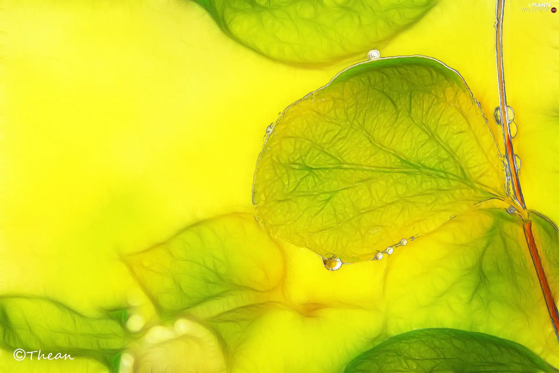 Leaf, Fractalius