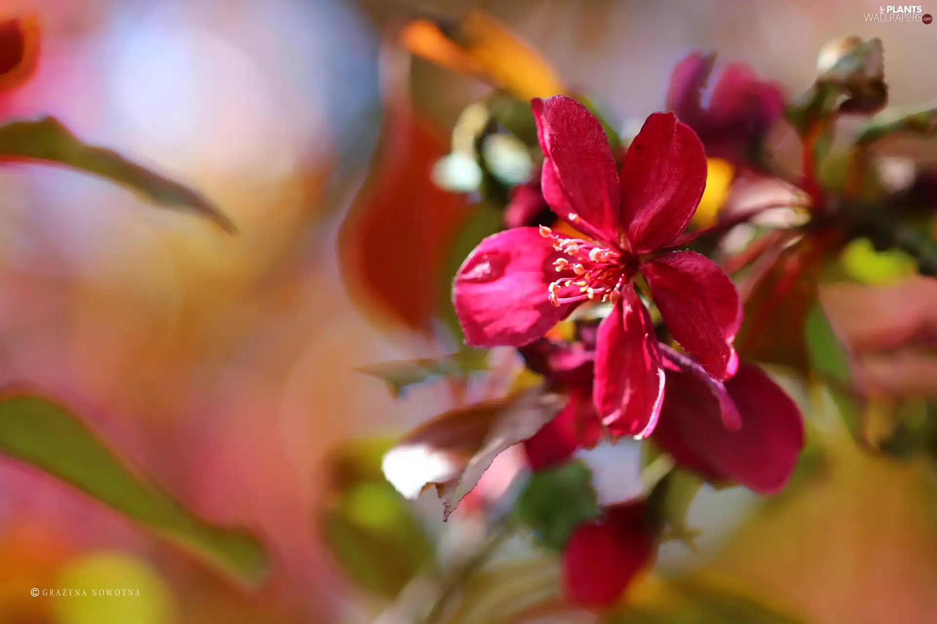 claret, trees, fruit, Flowers