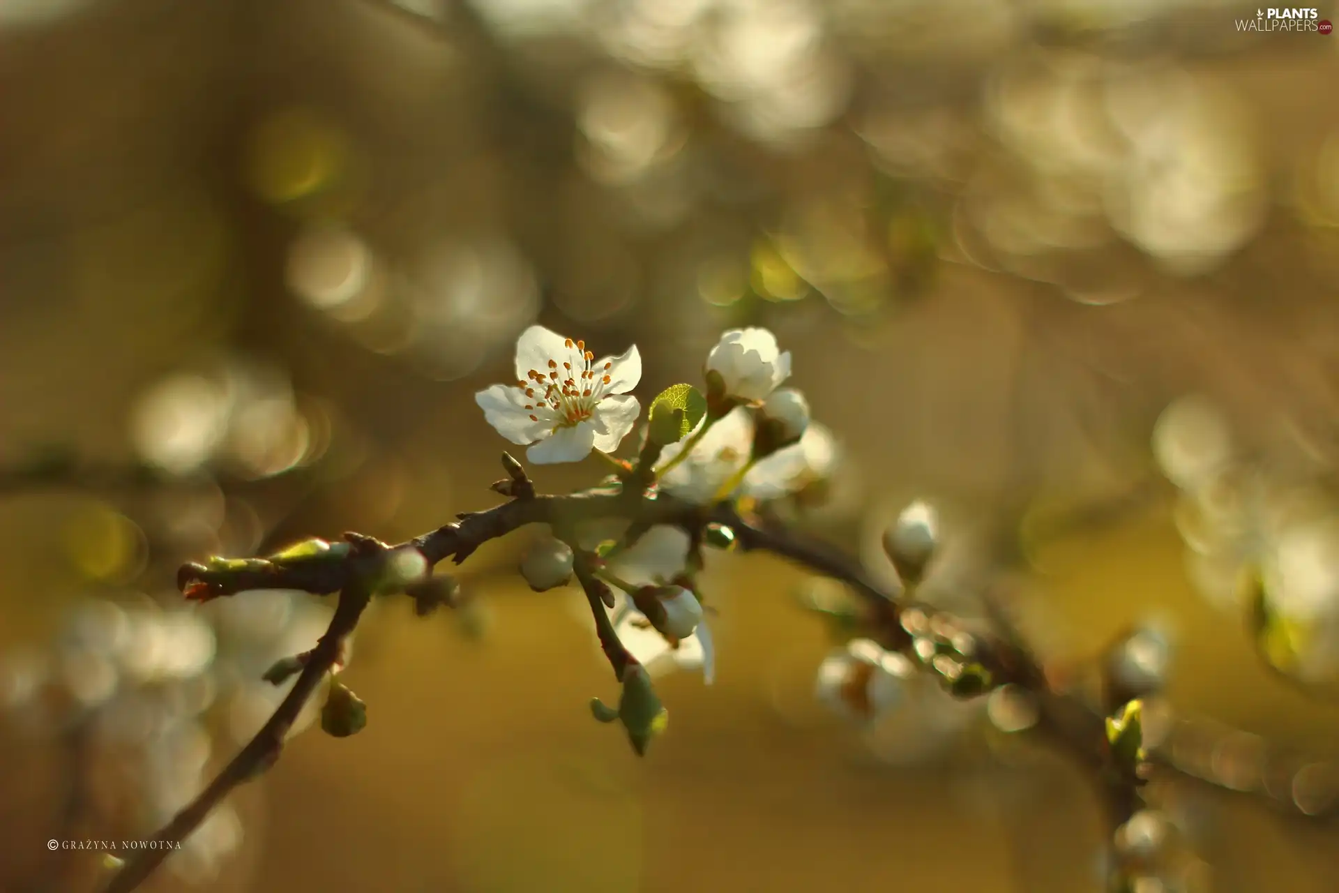 White, trees, fruit, Colourfull Flowers