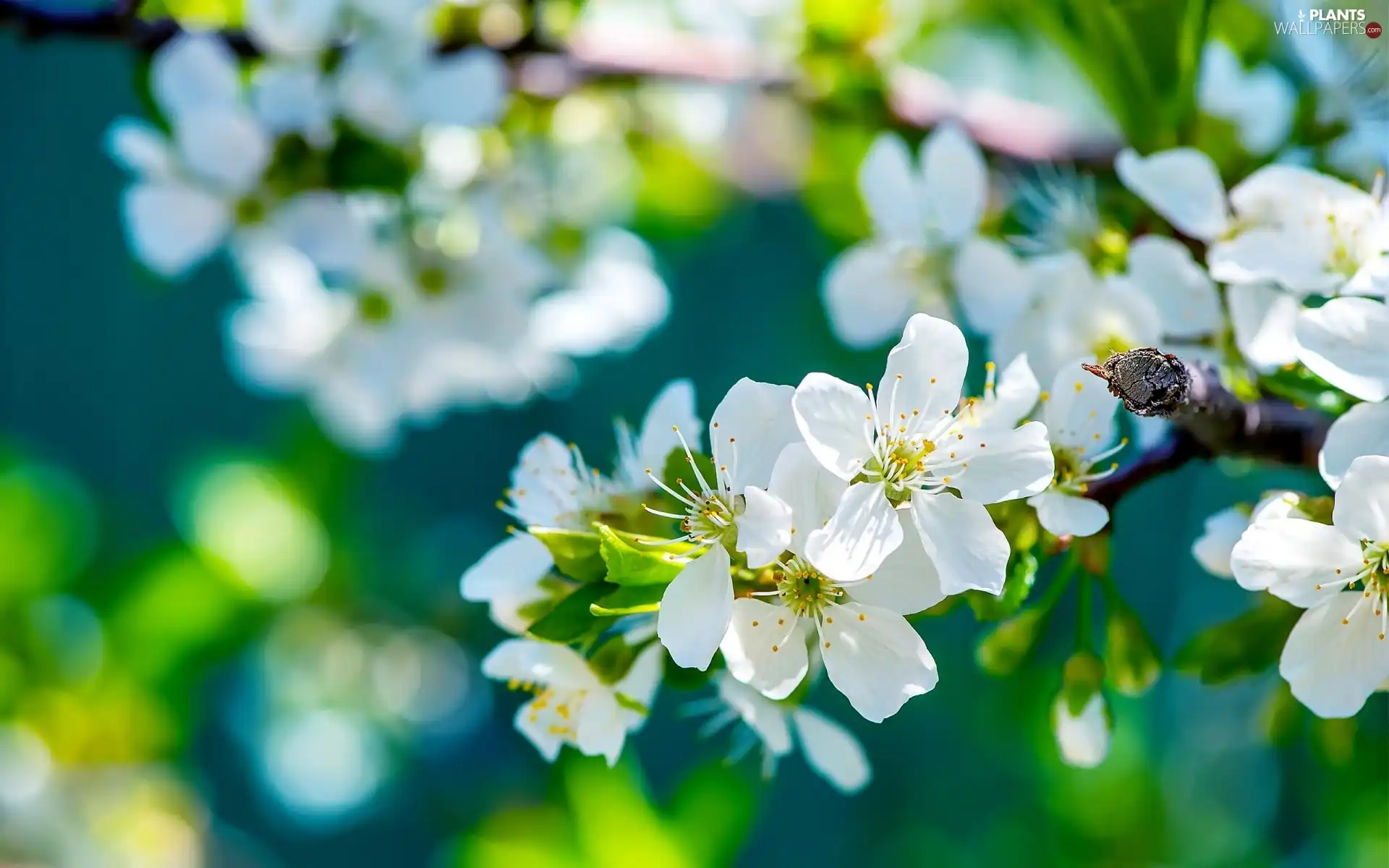 Flowers, viewes, fruit, trees