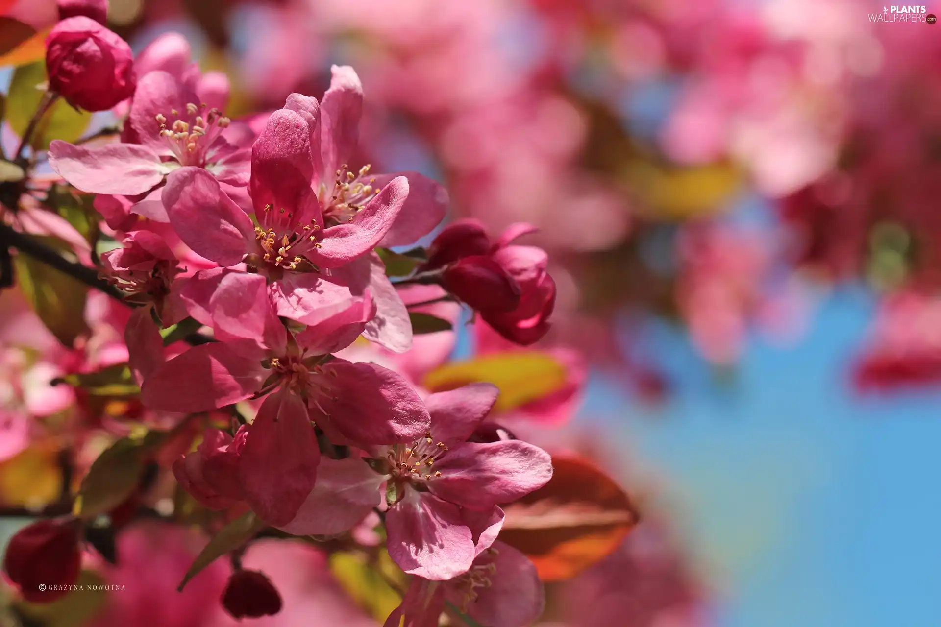 Pink, trees, fruit, Flowers