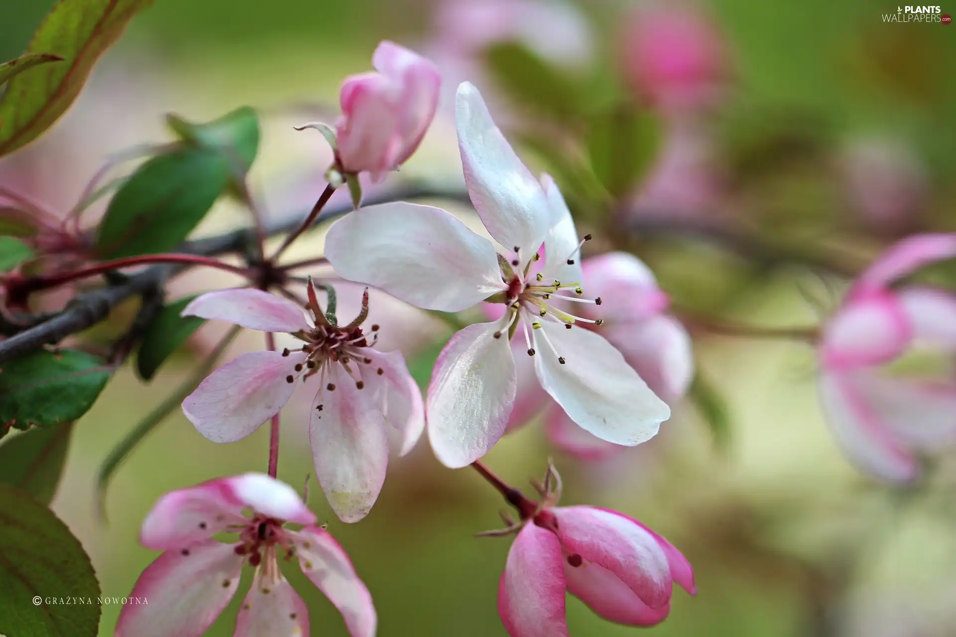 Pink, trees, fruit, Flowers