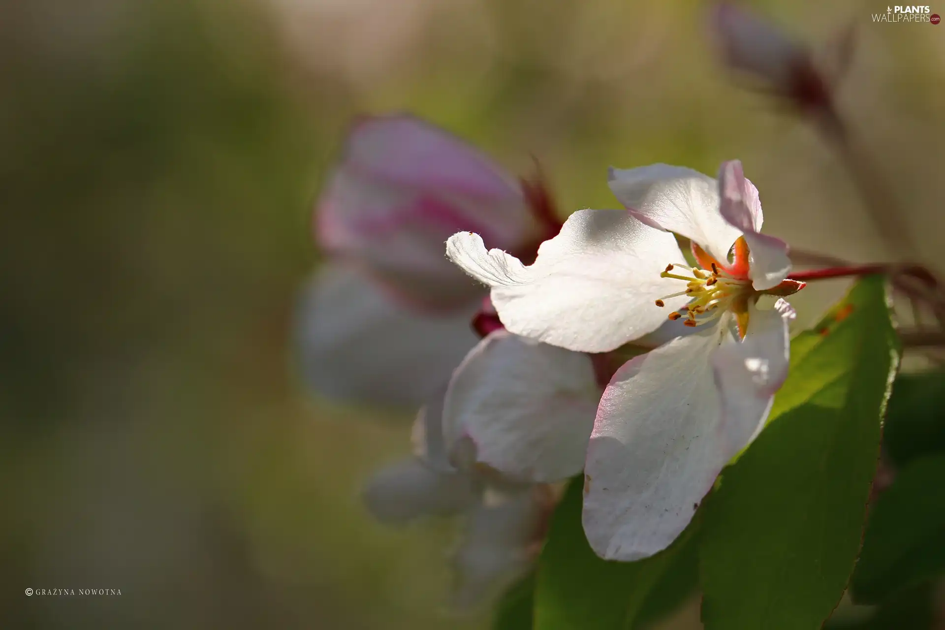 Pink, trees, fruit, Flowers