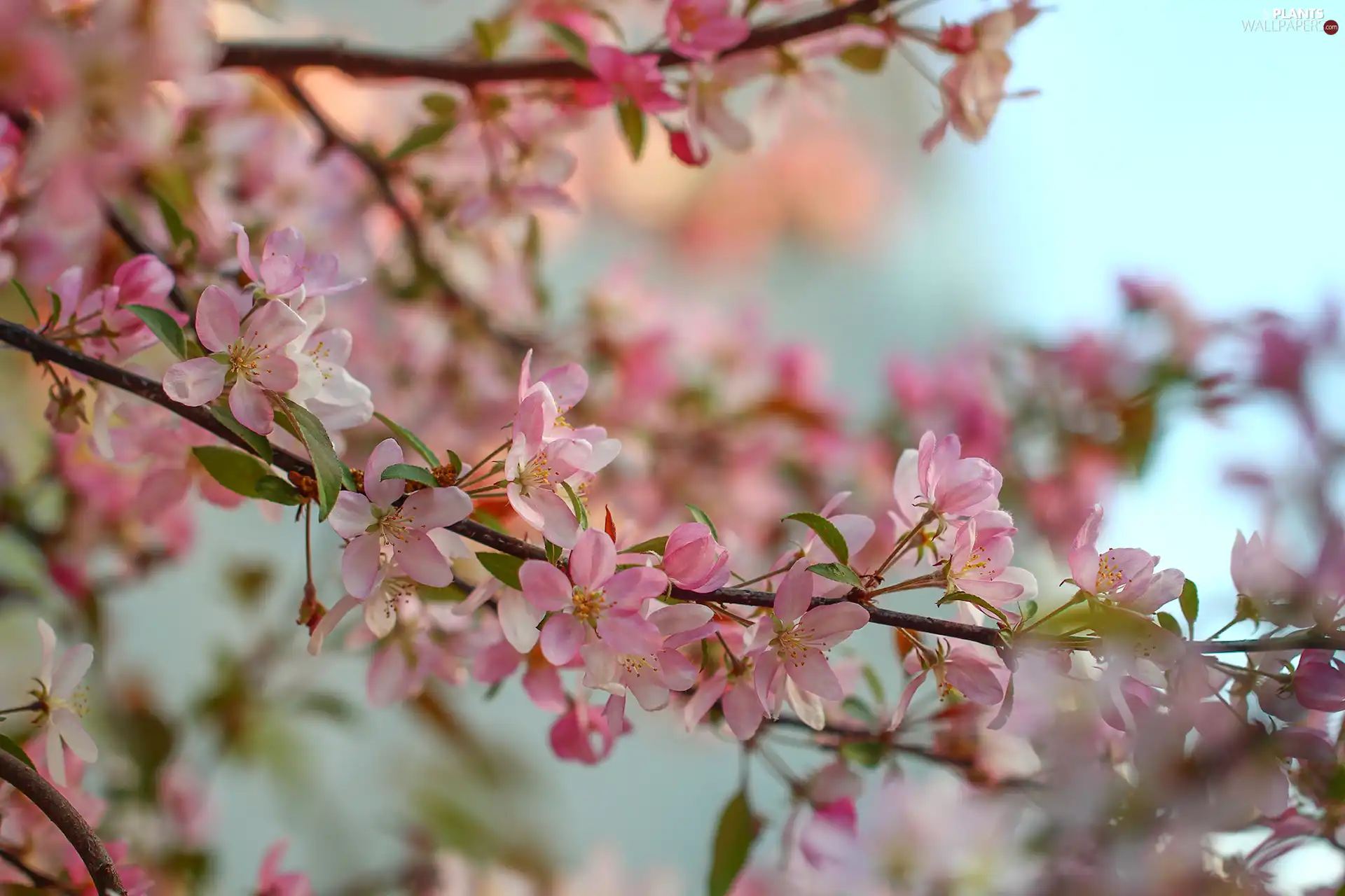 Pink, Fruit Tree, Twigs, Flowers