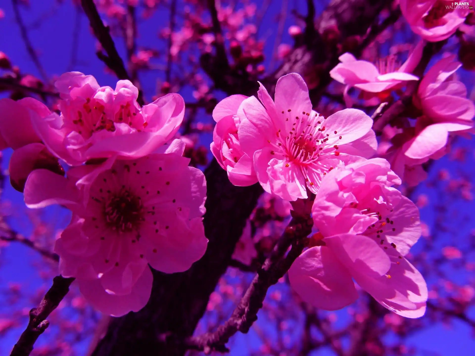 fruit, flourishing, trees