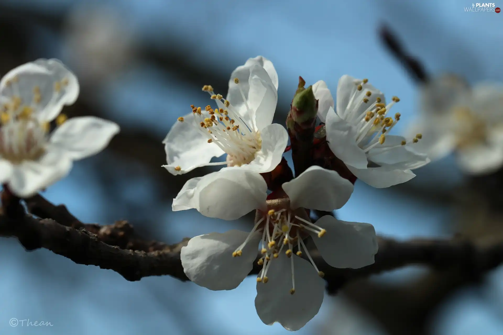 White, trees, fruit, Flowers