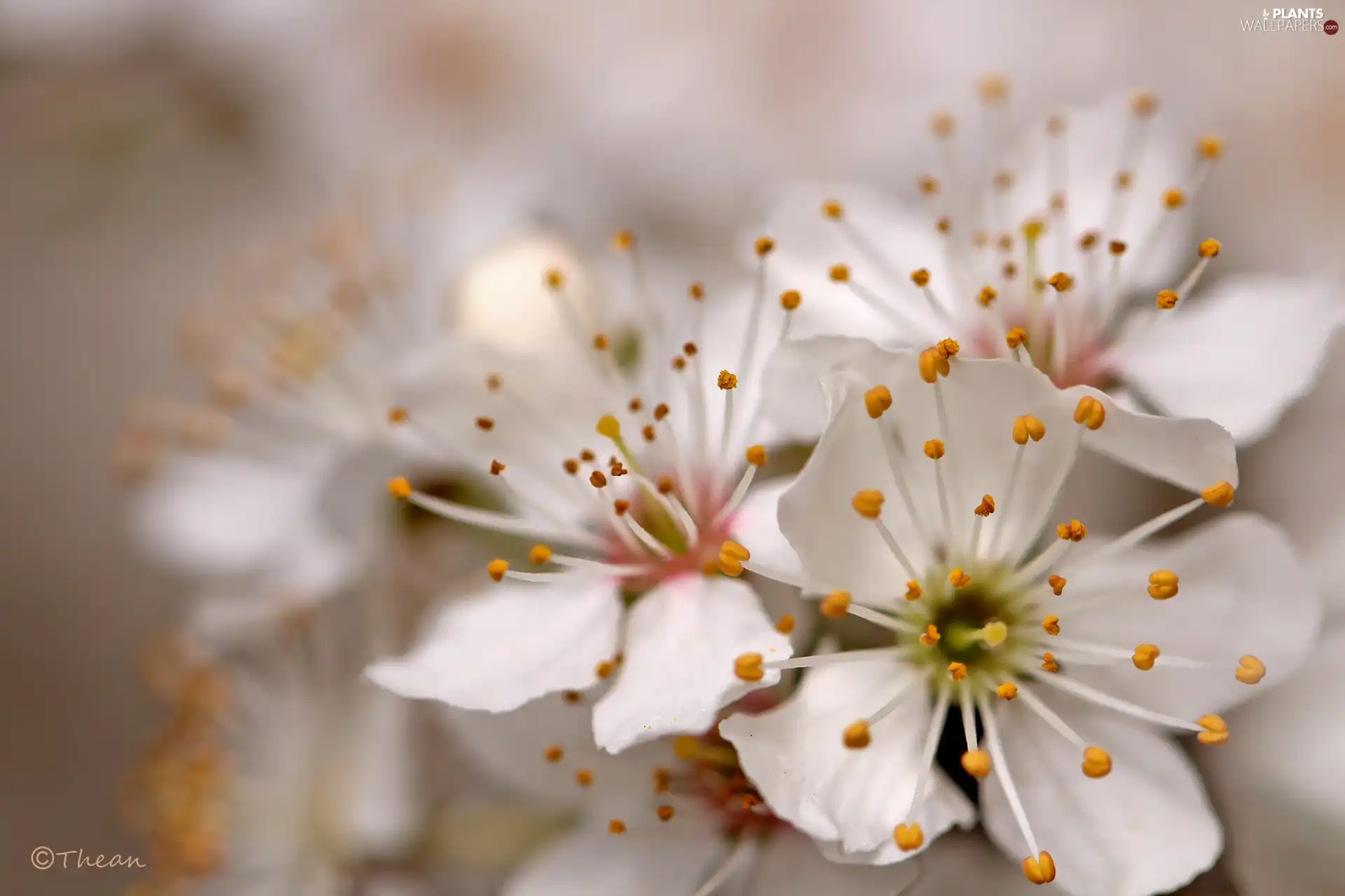 White, trees, fruit, Flowers