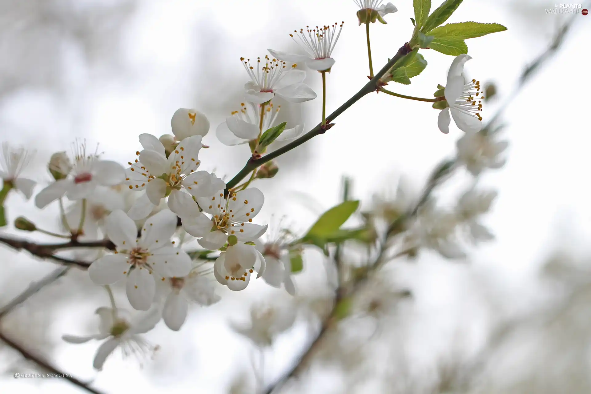 White, trees, fruit, Flowers