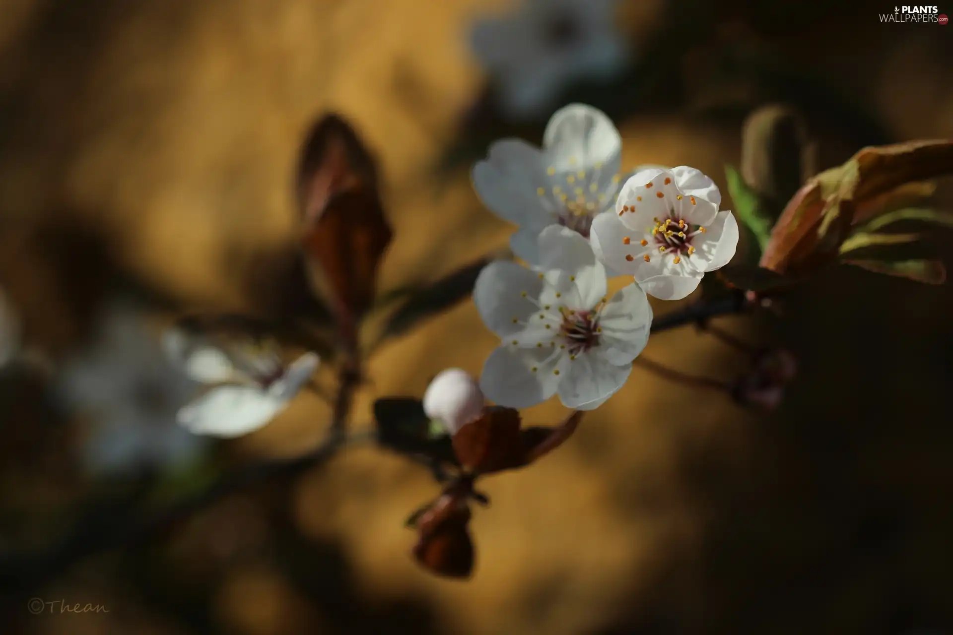 White, trees, fruit, Flowers