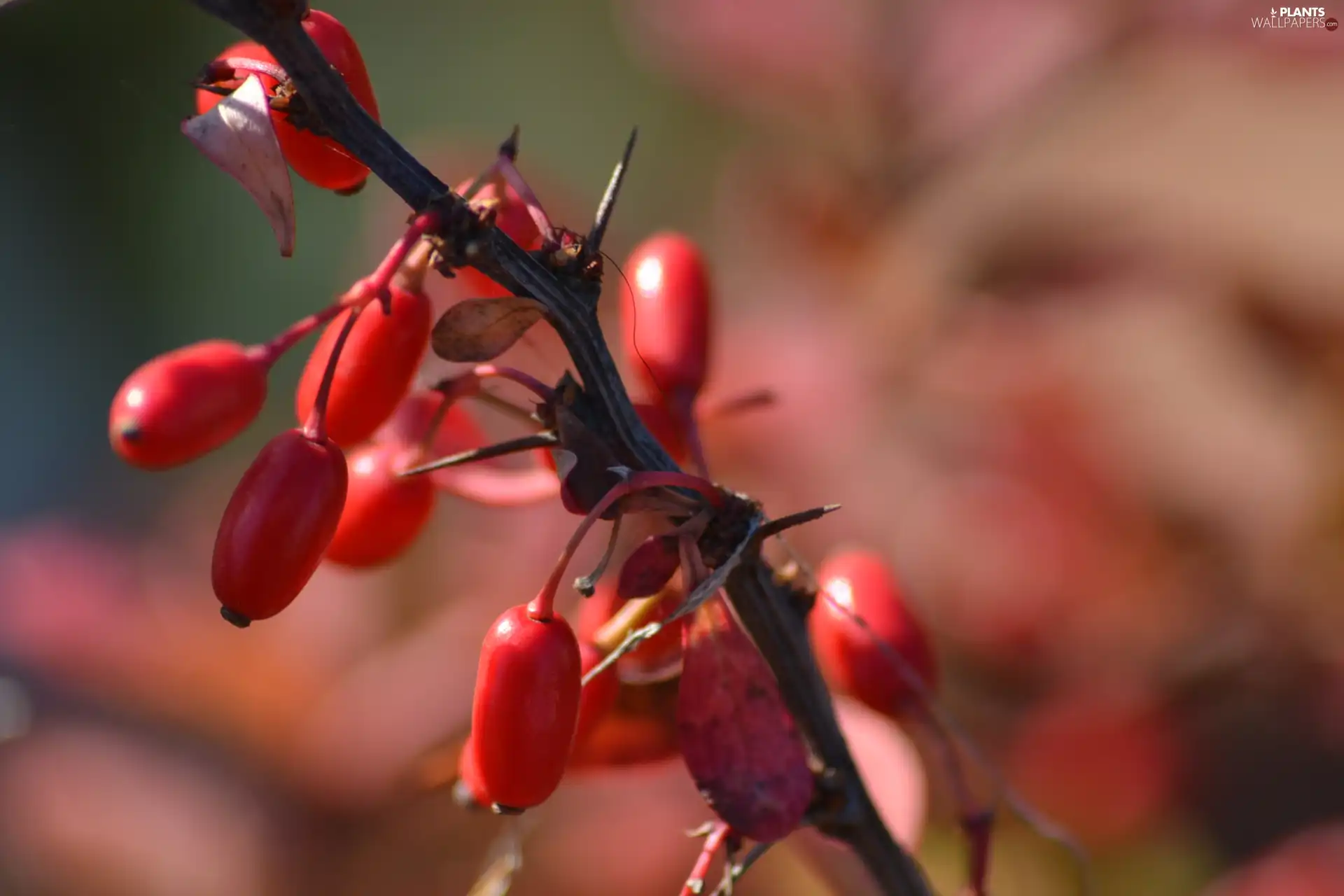 barberry, Fruitbodies