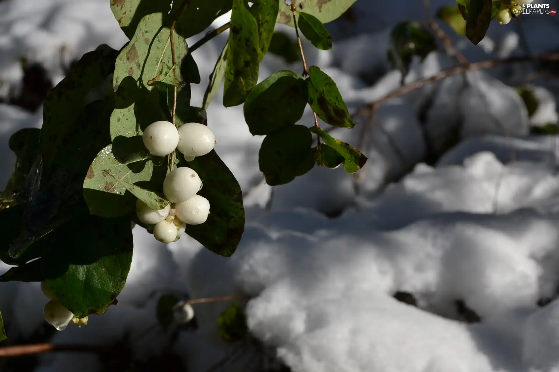 Fruitbodies, twig, water, snow, drops, Symphoricarpos Duhamel