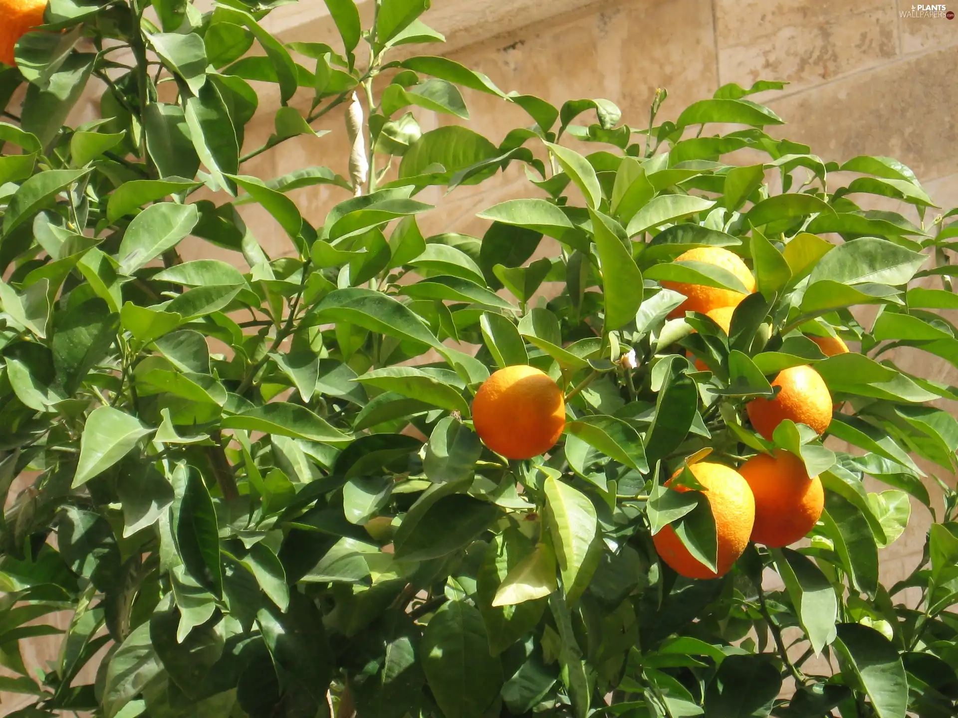 Fruits, mandarin, sapling